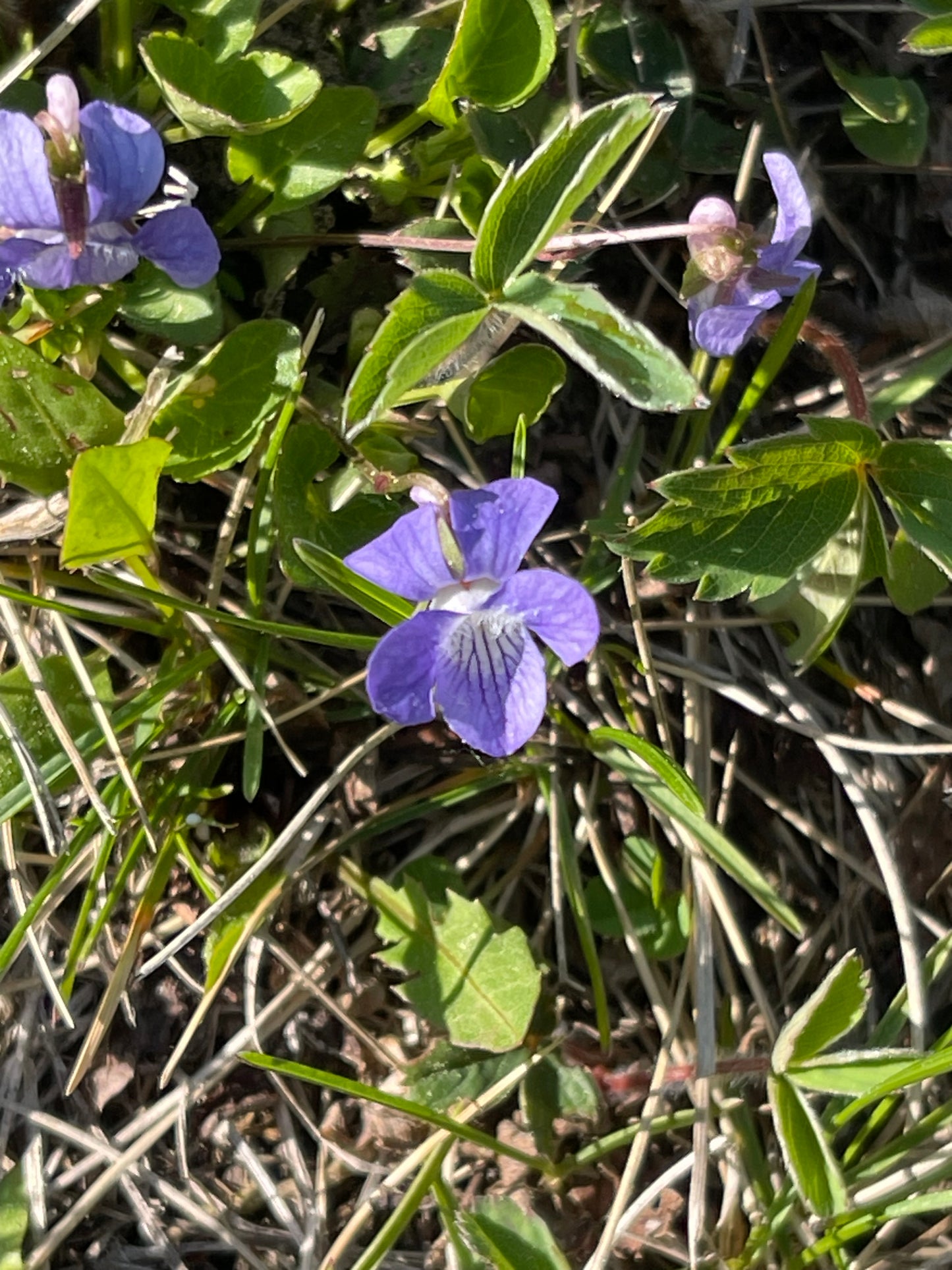 Early Blue Violet 25 Seeds