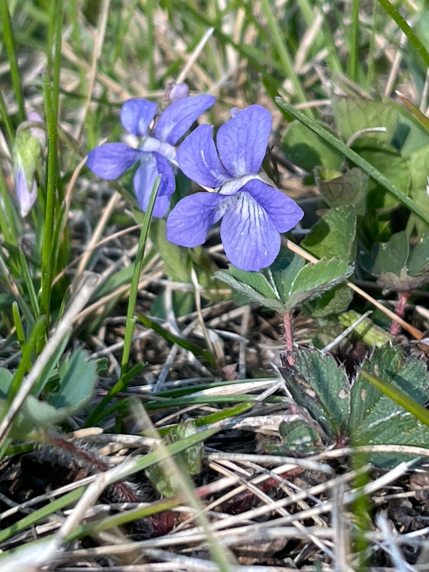 Early Blue Violet 25 Seeds