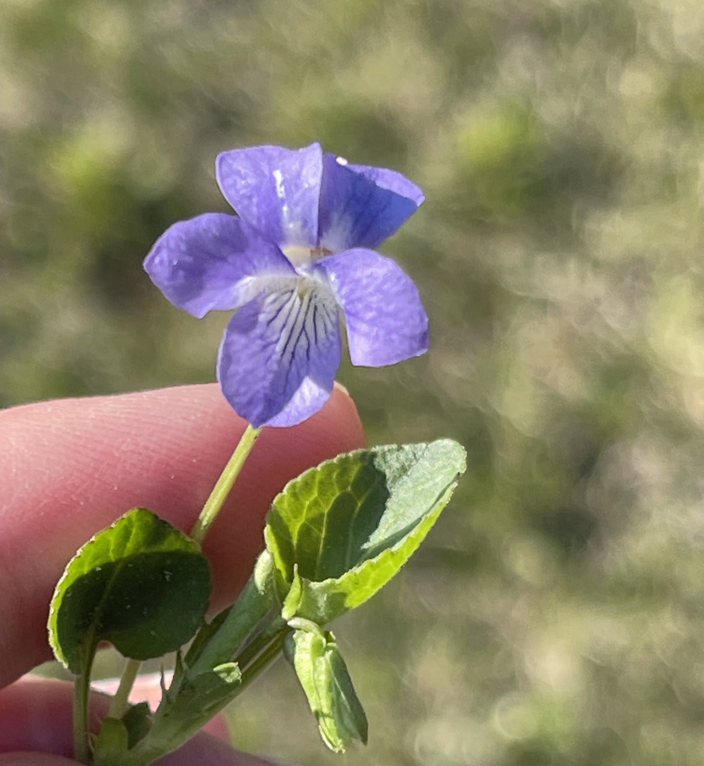 Early Blue Violet 25 Seeds