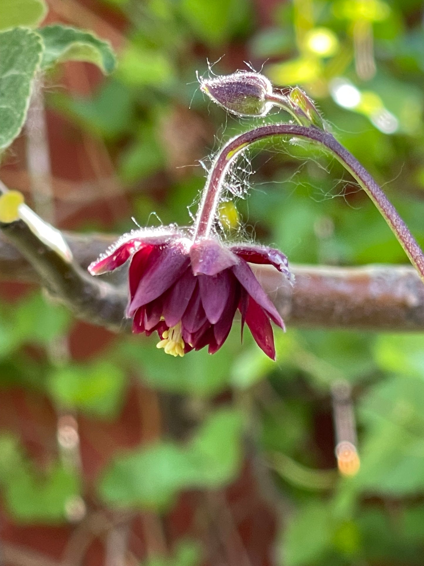 Columbine Barlow Burgundy 50 Seeds