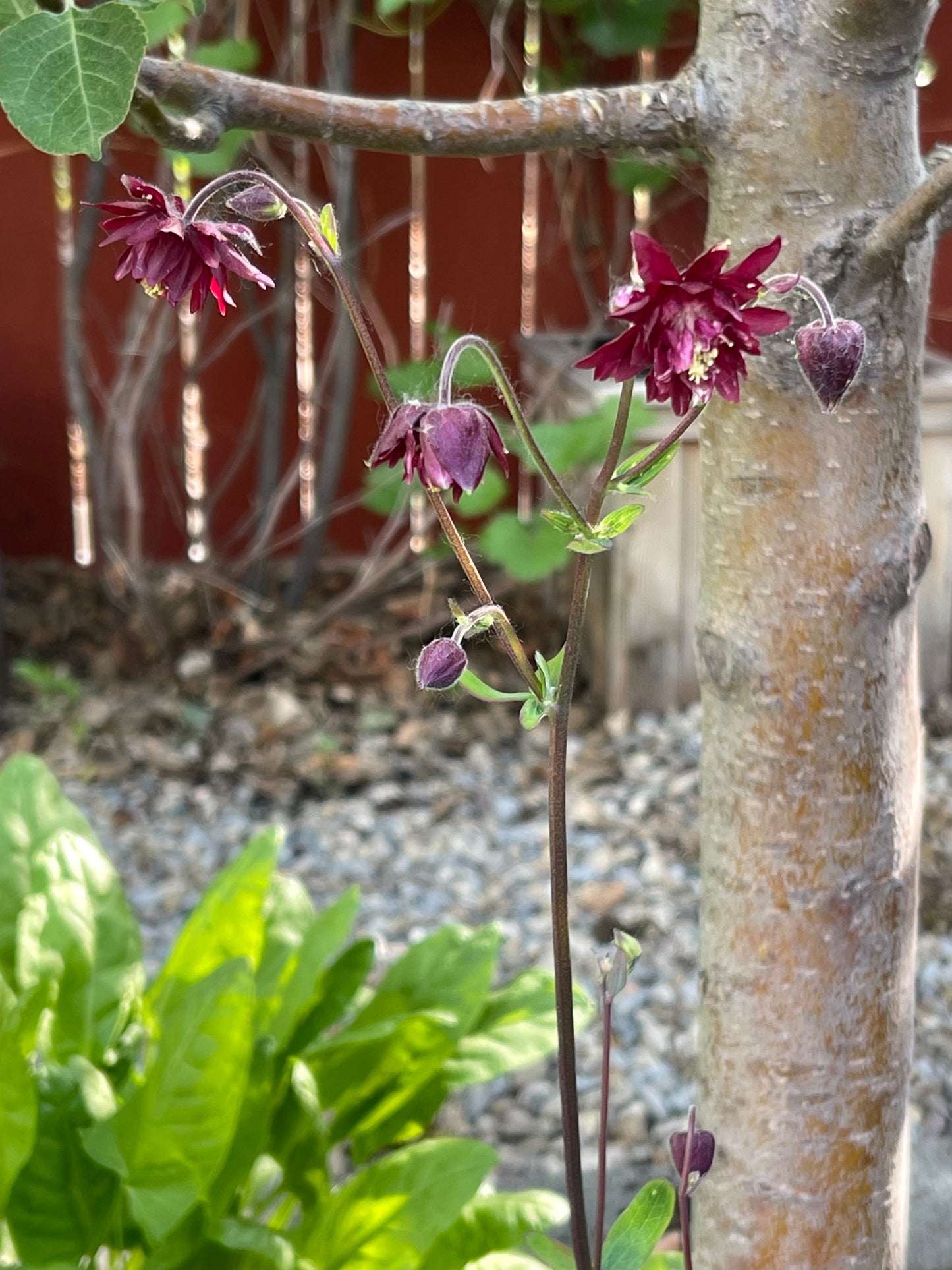 Columbine Barlow Burgundy 50 Seeds