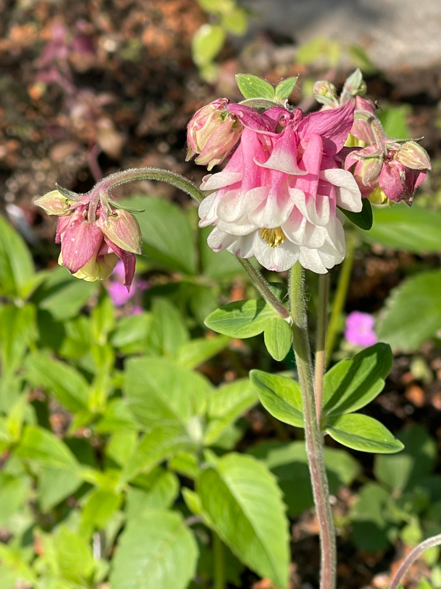 Columbine Pink Petticoat 25 Seeds