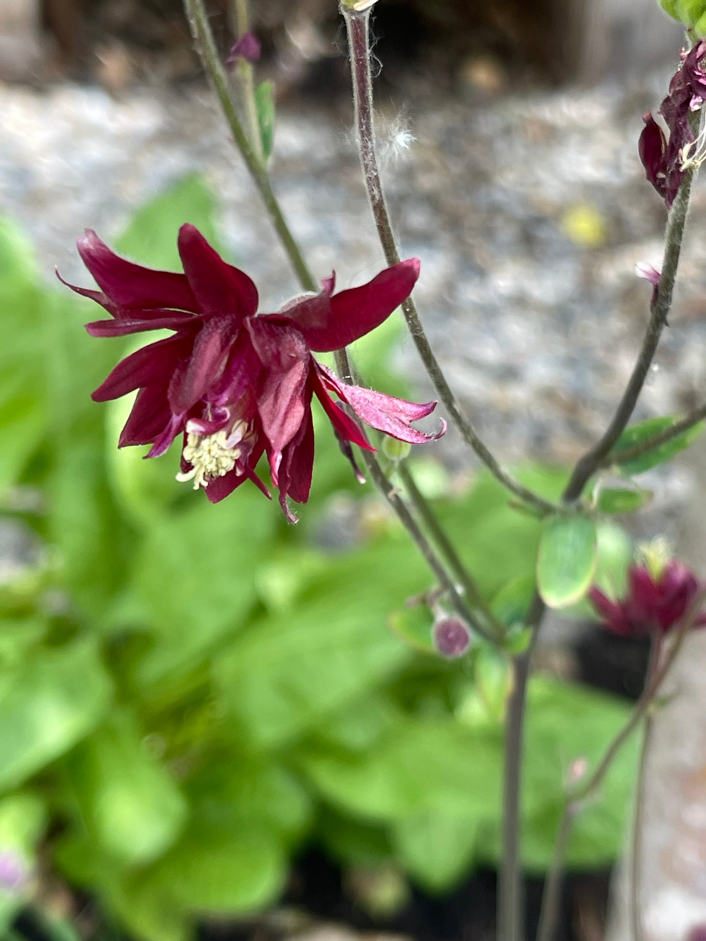 Columbine Barlow Burgundy 50 Seeds