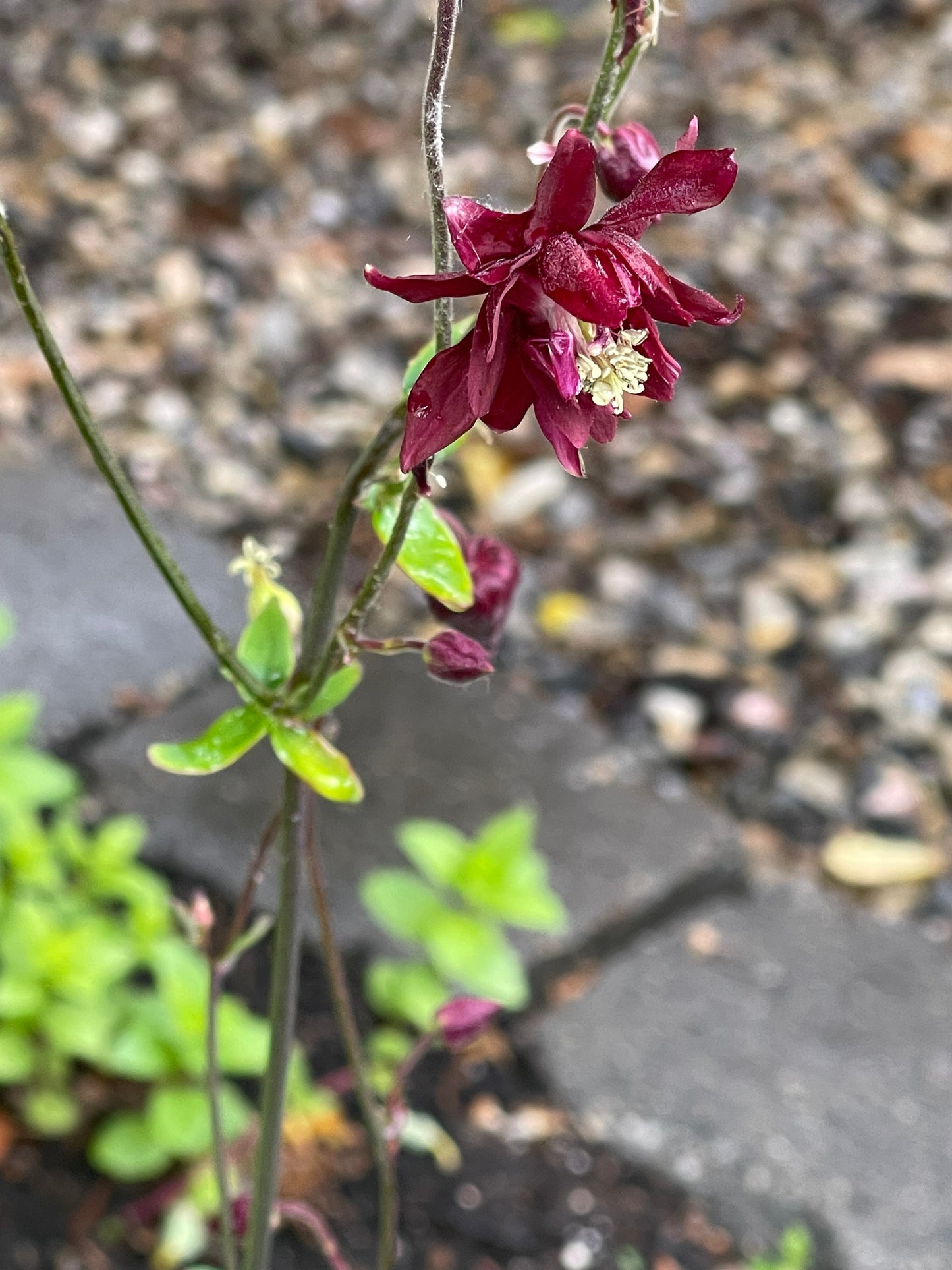 Columbine Barlow Burgundy 50 Seeds