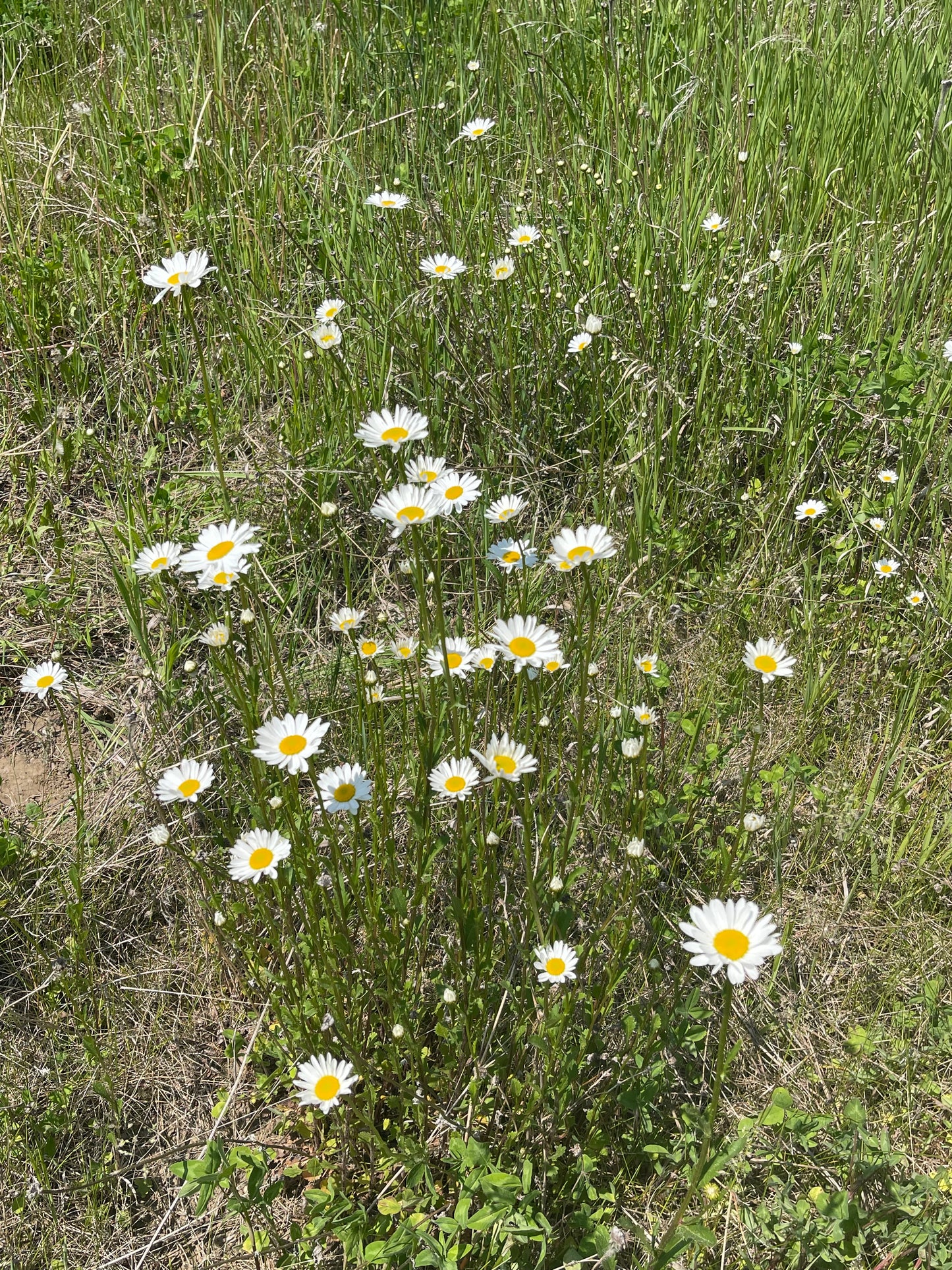Ox-Eye Daisy 100 Seeds