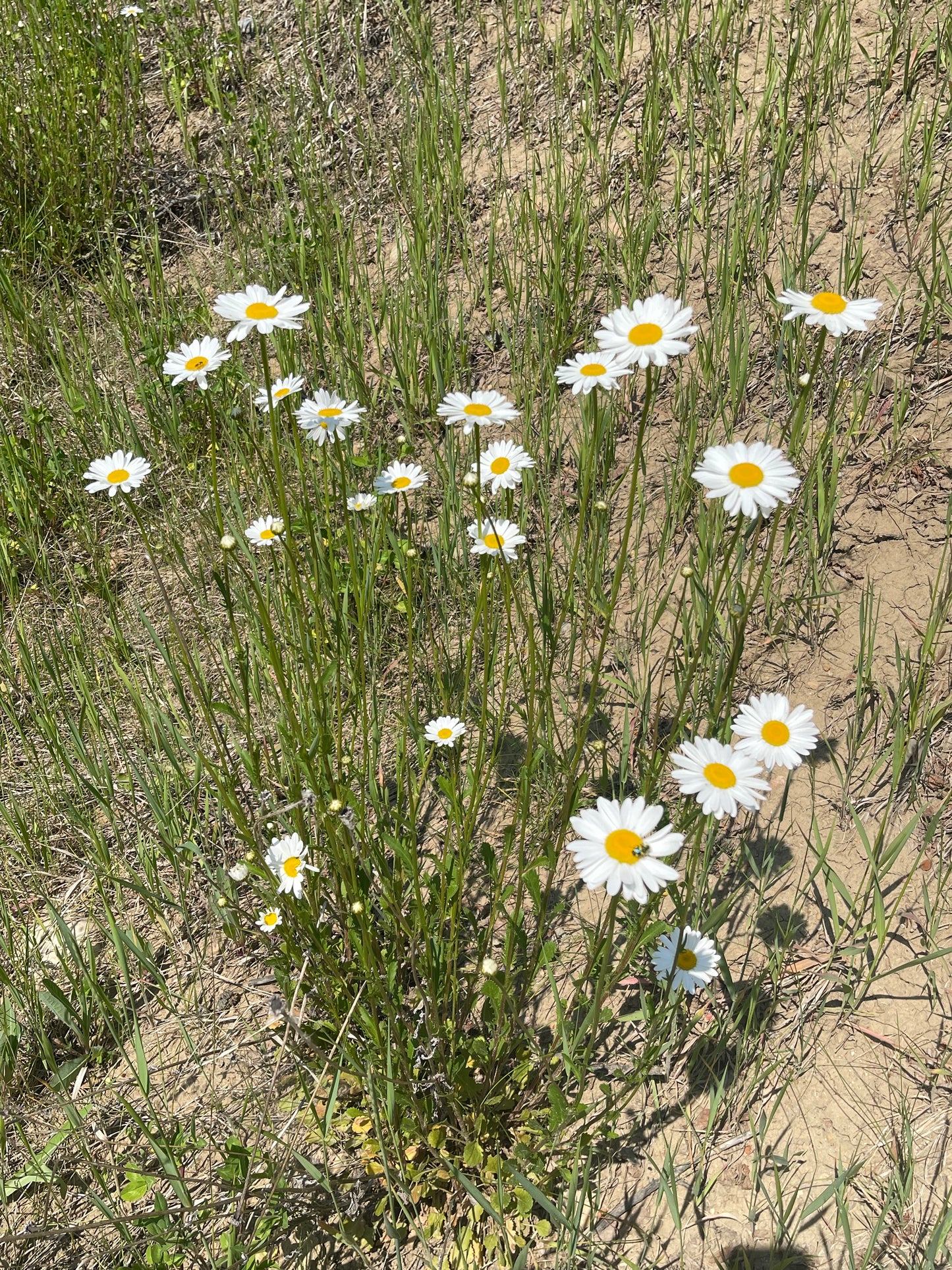 Ox-Eye Daisy 100 Seeds