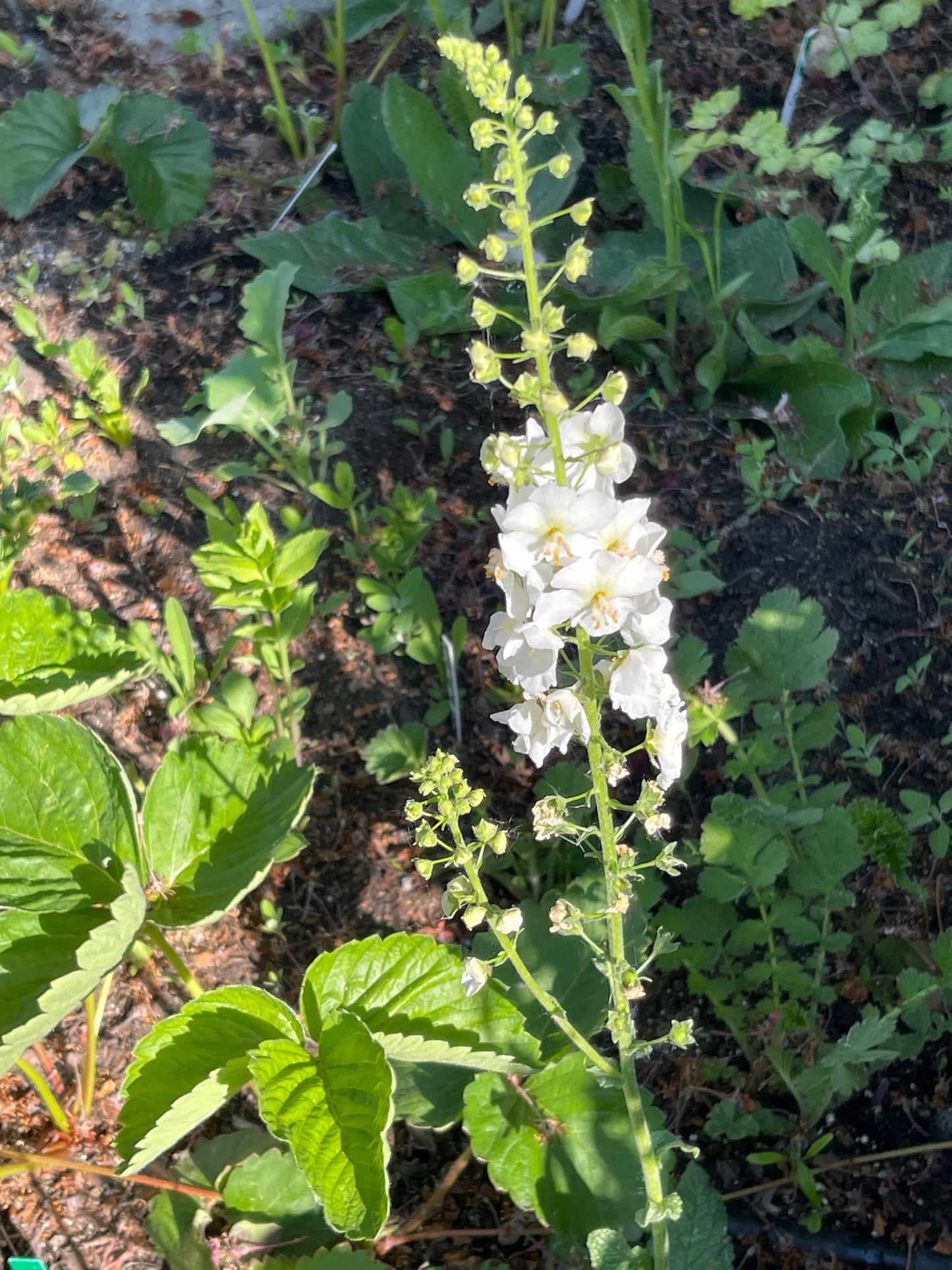 White Bride Mullein 100 Seeds