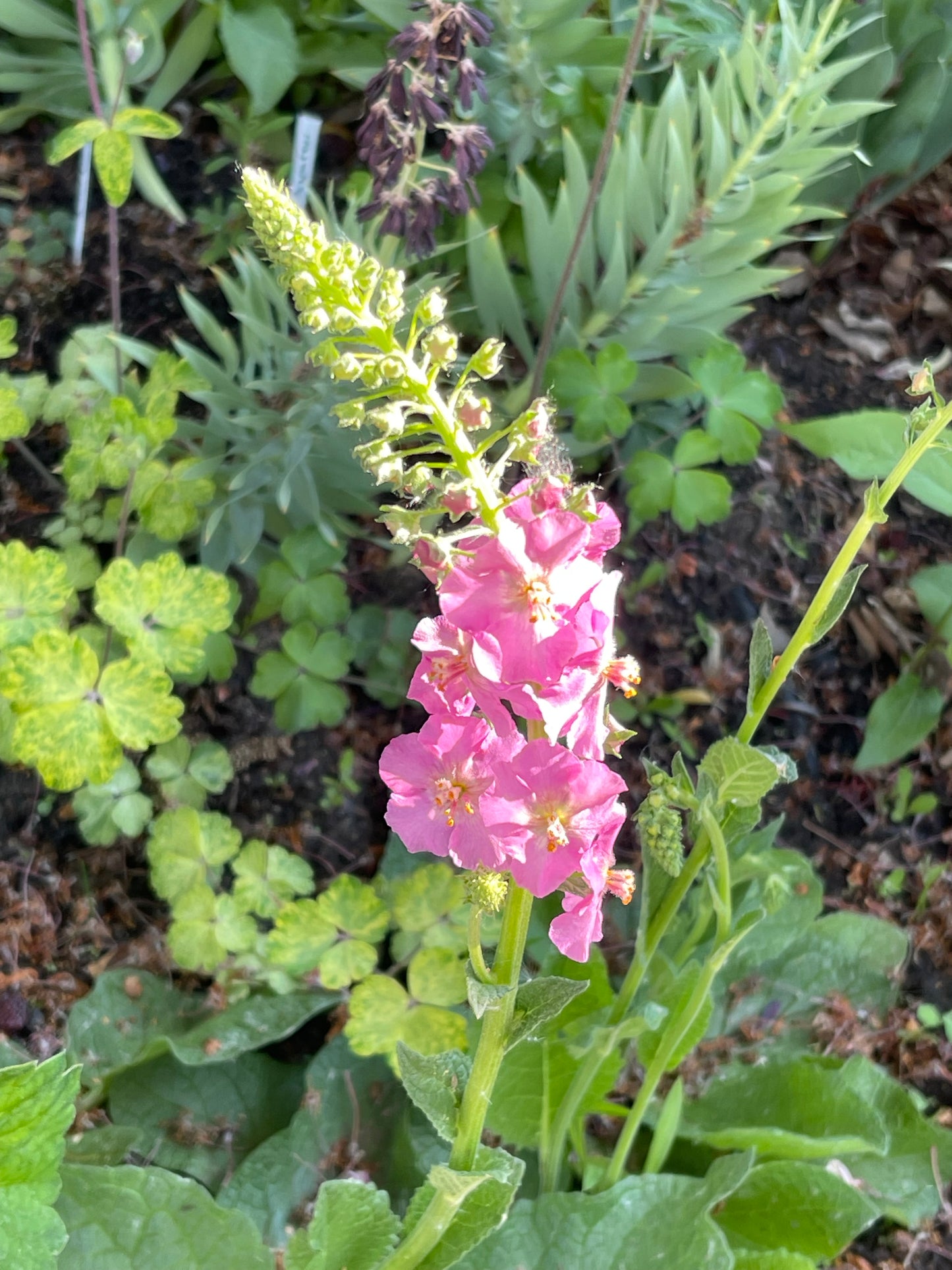 Antique Rose Mullein 100 Seeds