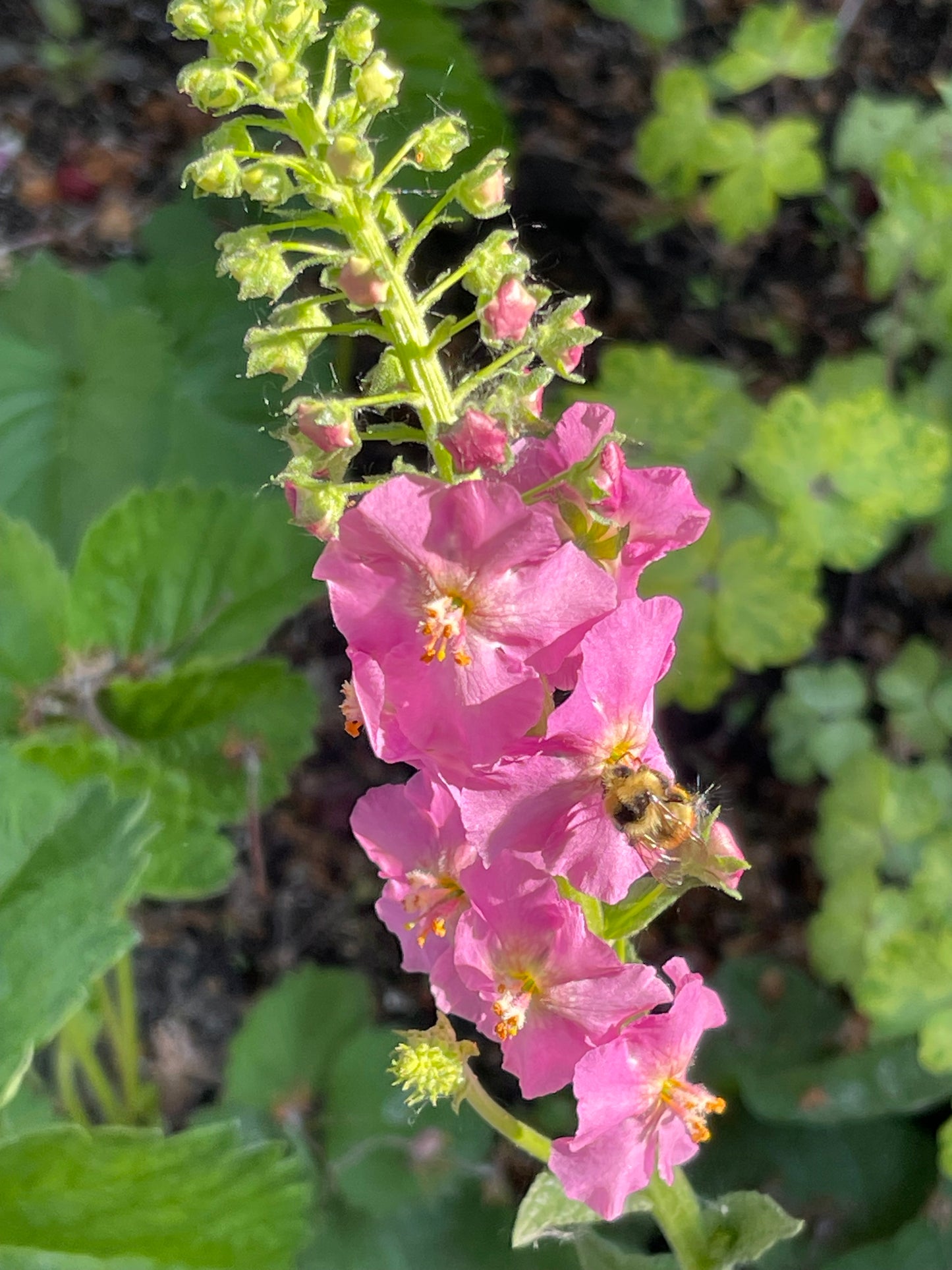 Antique Rose Mullein 100 Seeds