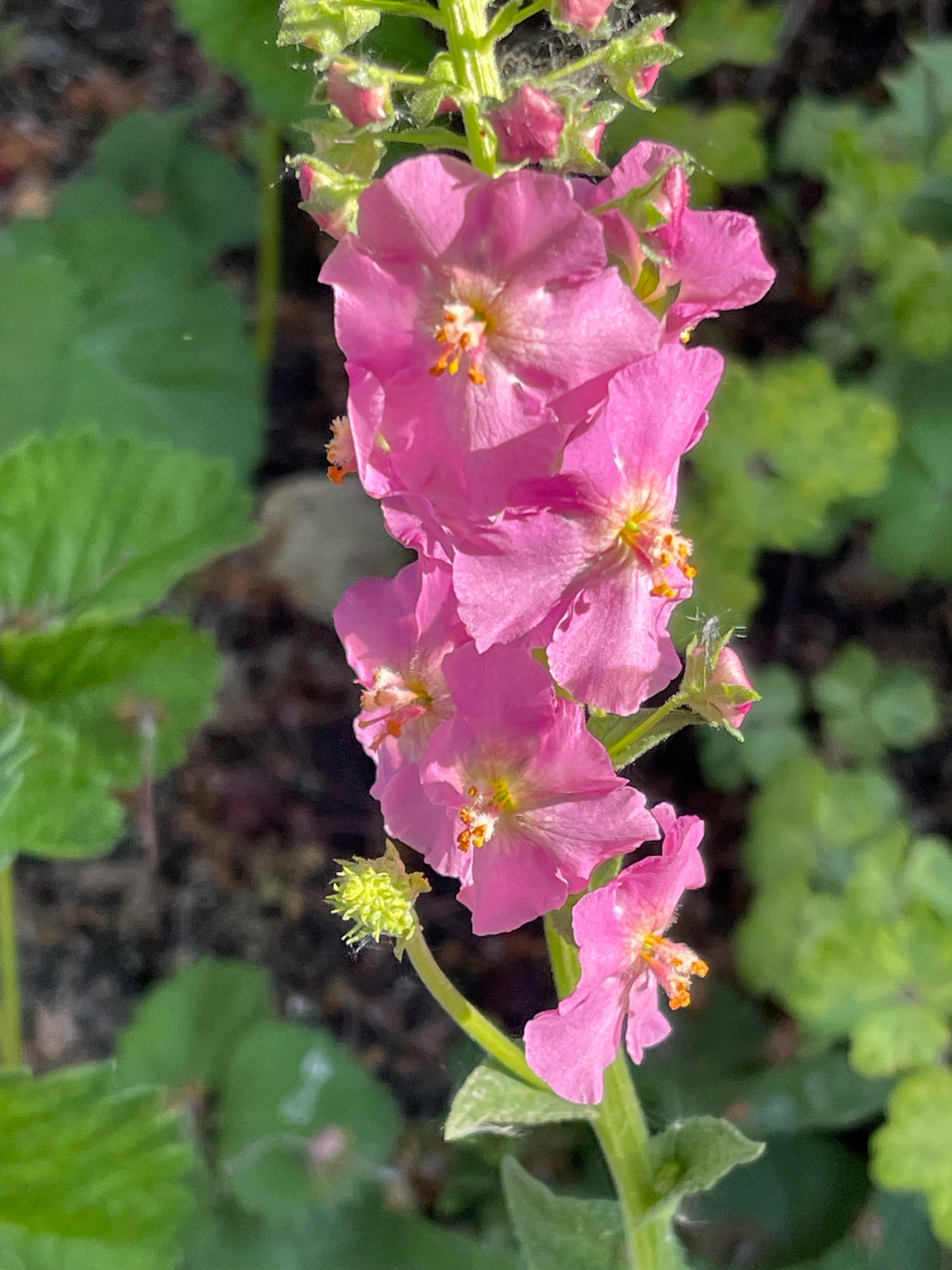 Antique Rose Mullein 100 Seeds