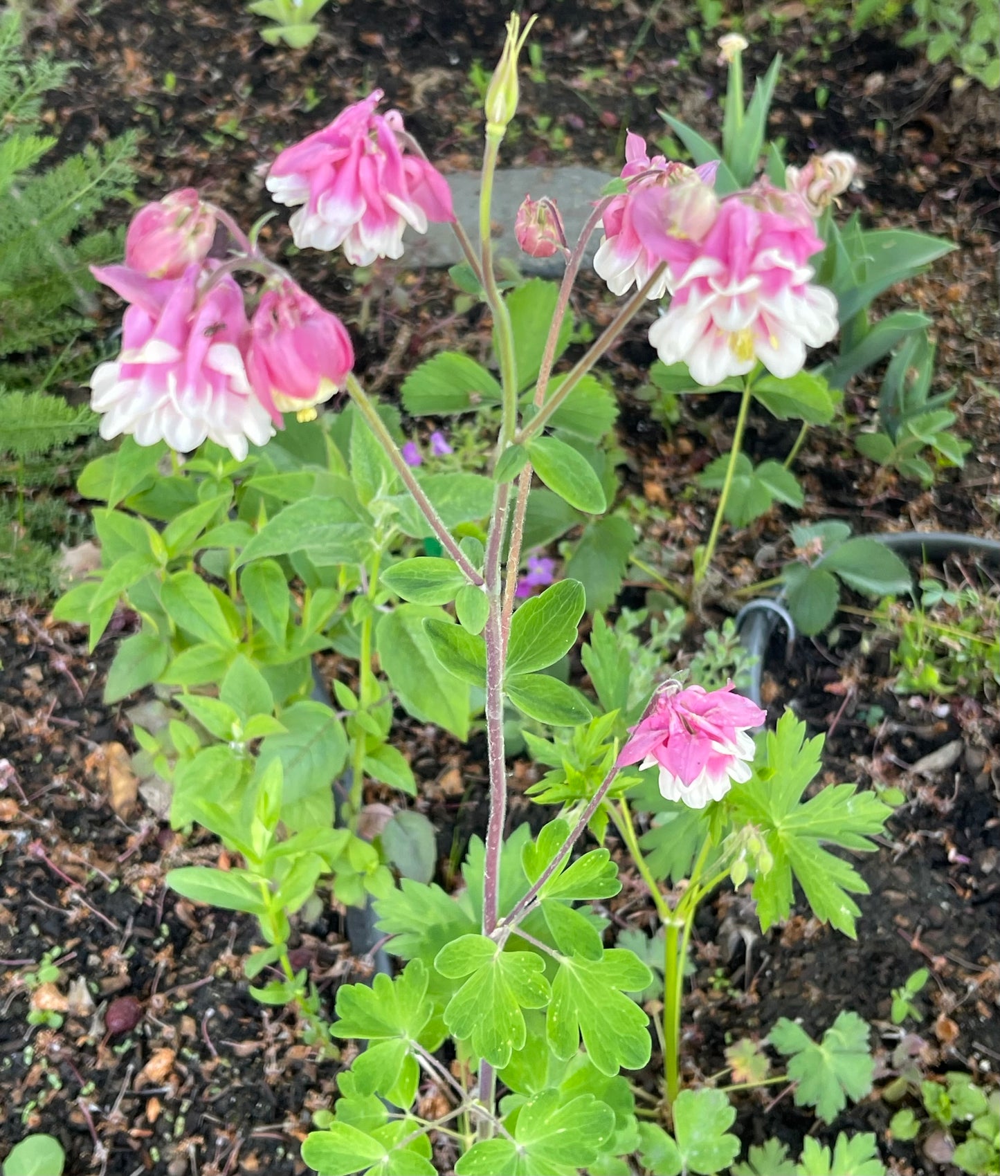 Columbine Pink Petticoat 25 Seeds