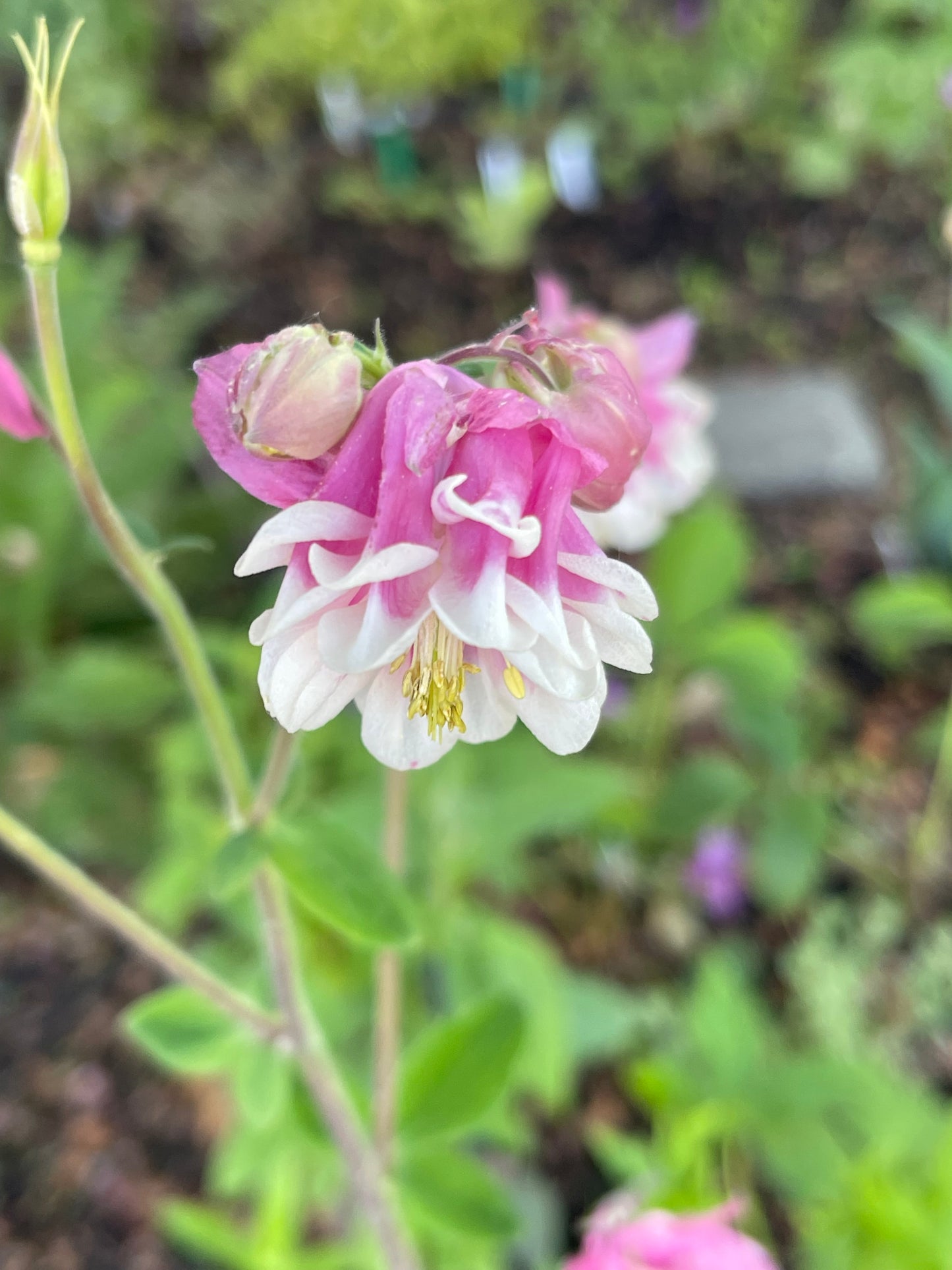Columbine Pink Petticoat 25 Seeds