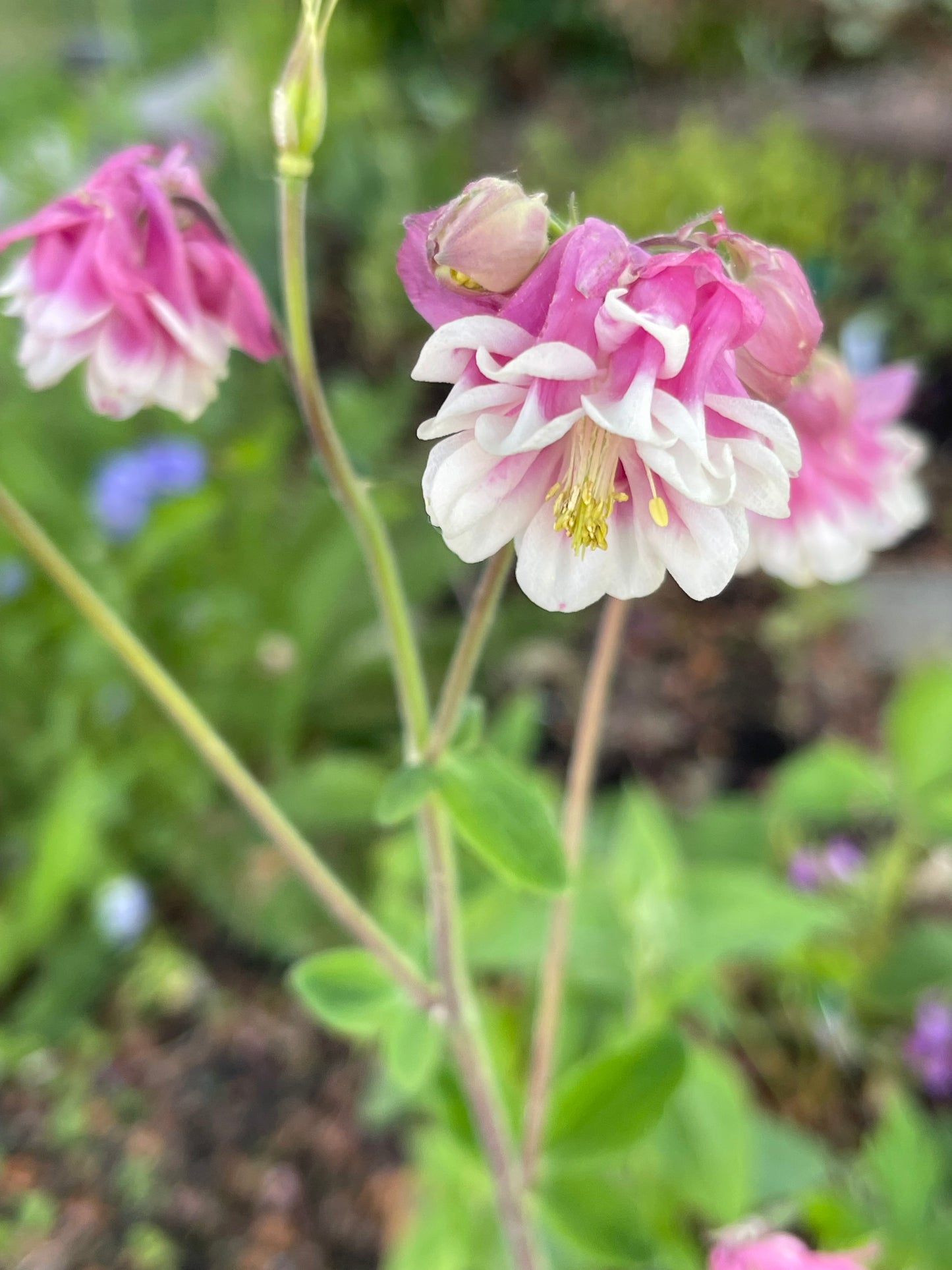 Columbine Pink Petticoat 25 Seeds