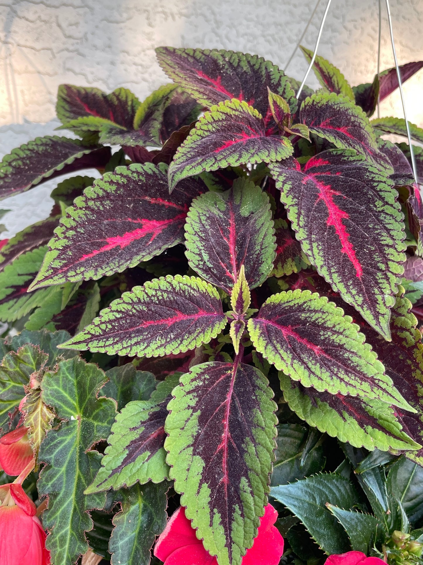 Rainbow Coleus 100 Seeds