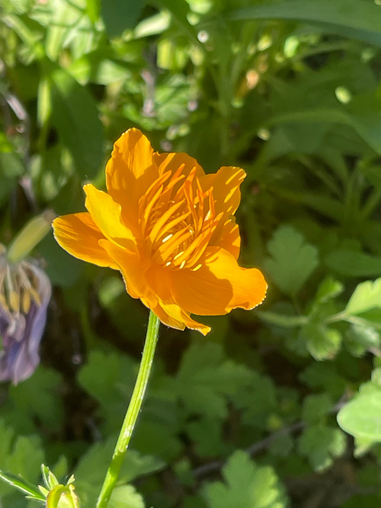 Golden Queen - Chinese Globe Flower 50 Seeds