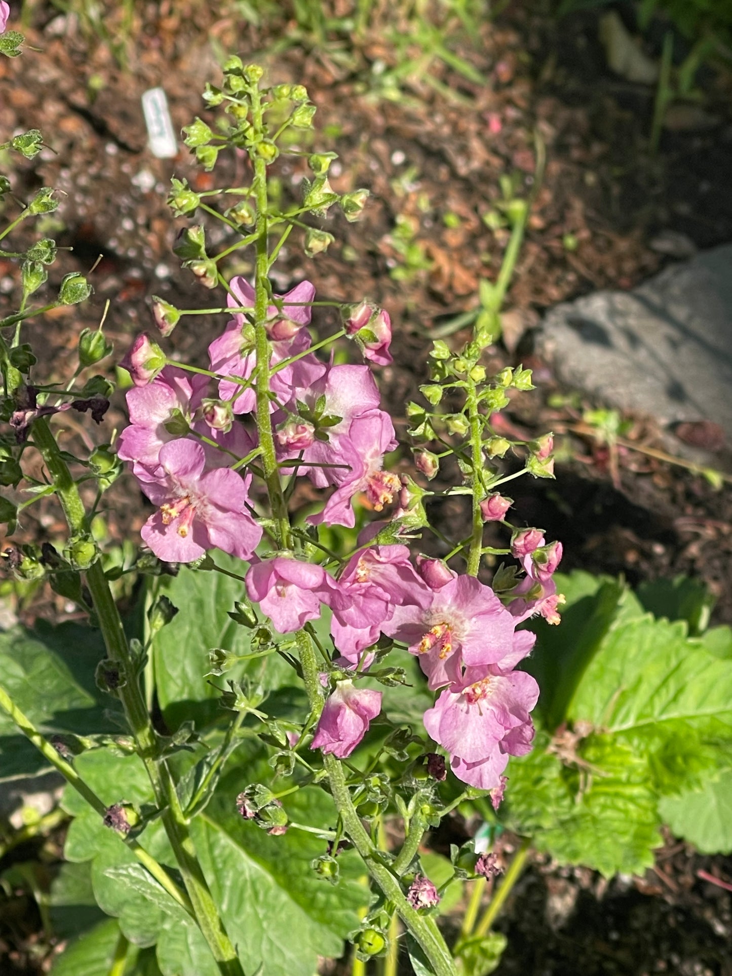 Antique Rose Mullein 100 Seeds