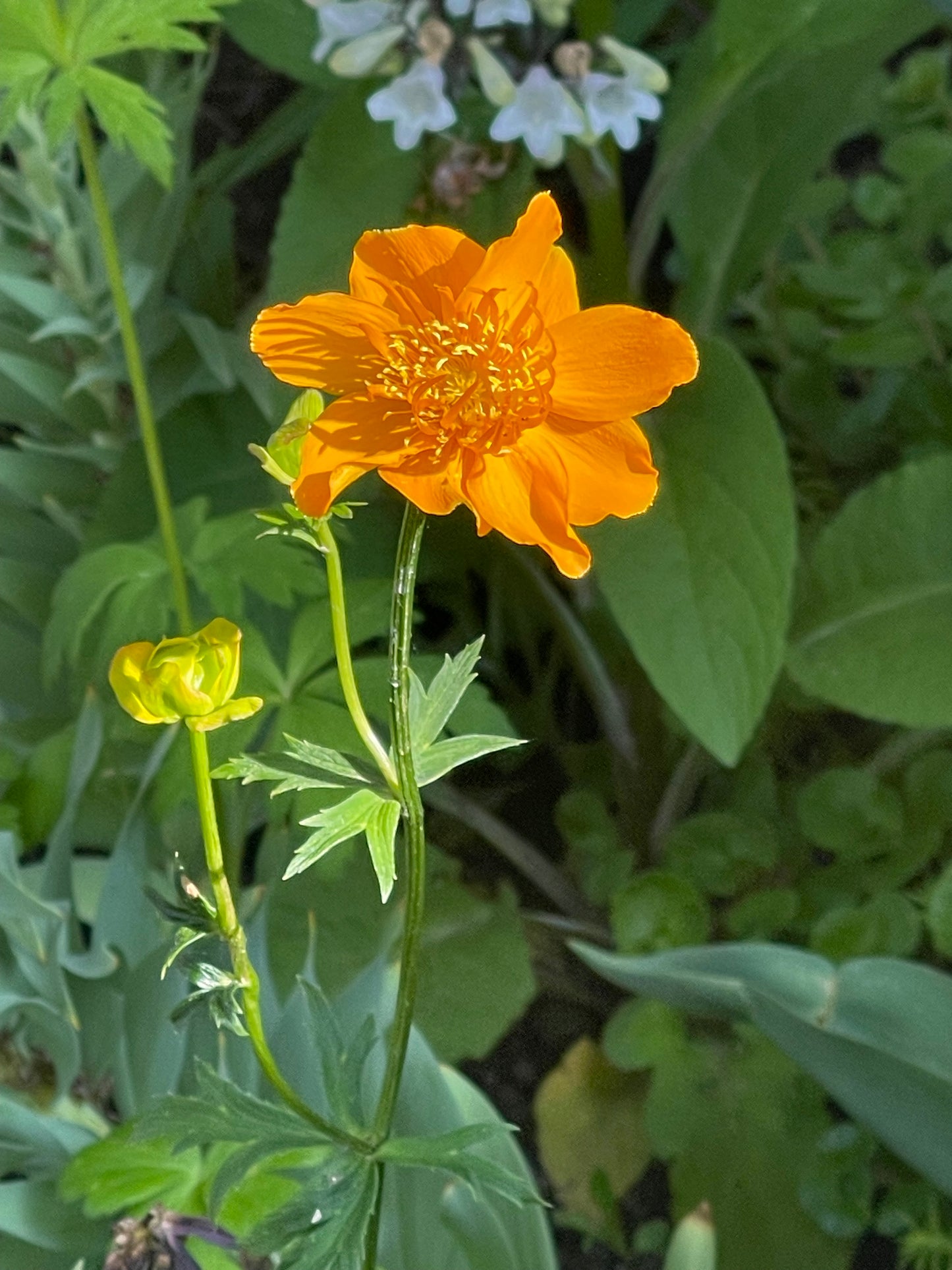 Golden Queen - Chinese Globe Flower 50 Seeds