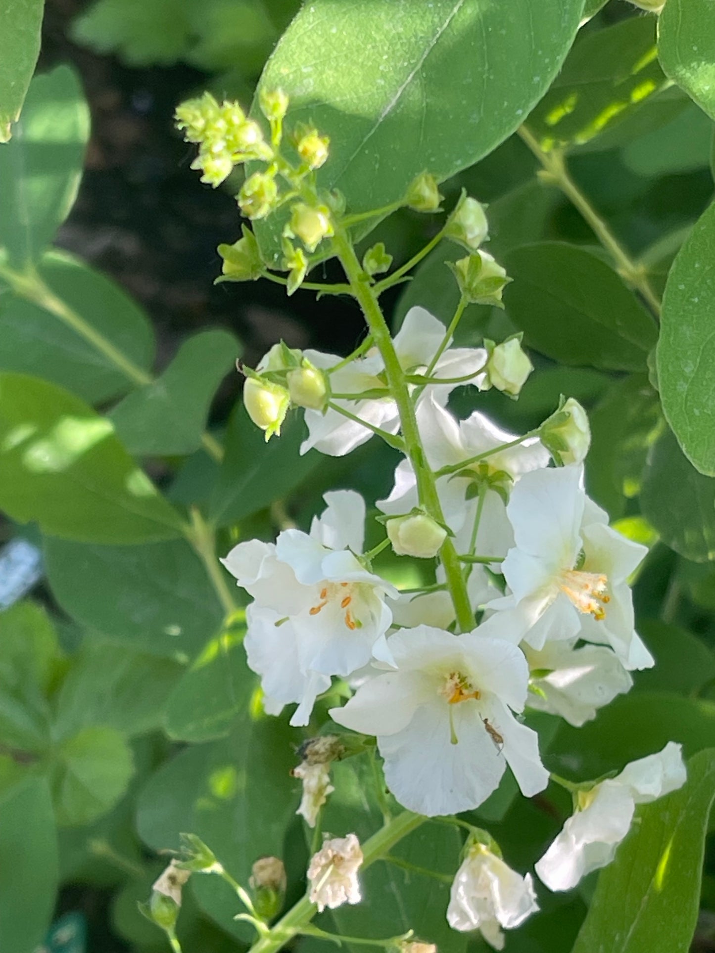 White Bride Mullein 100 Seeds