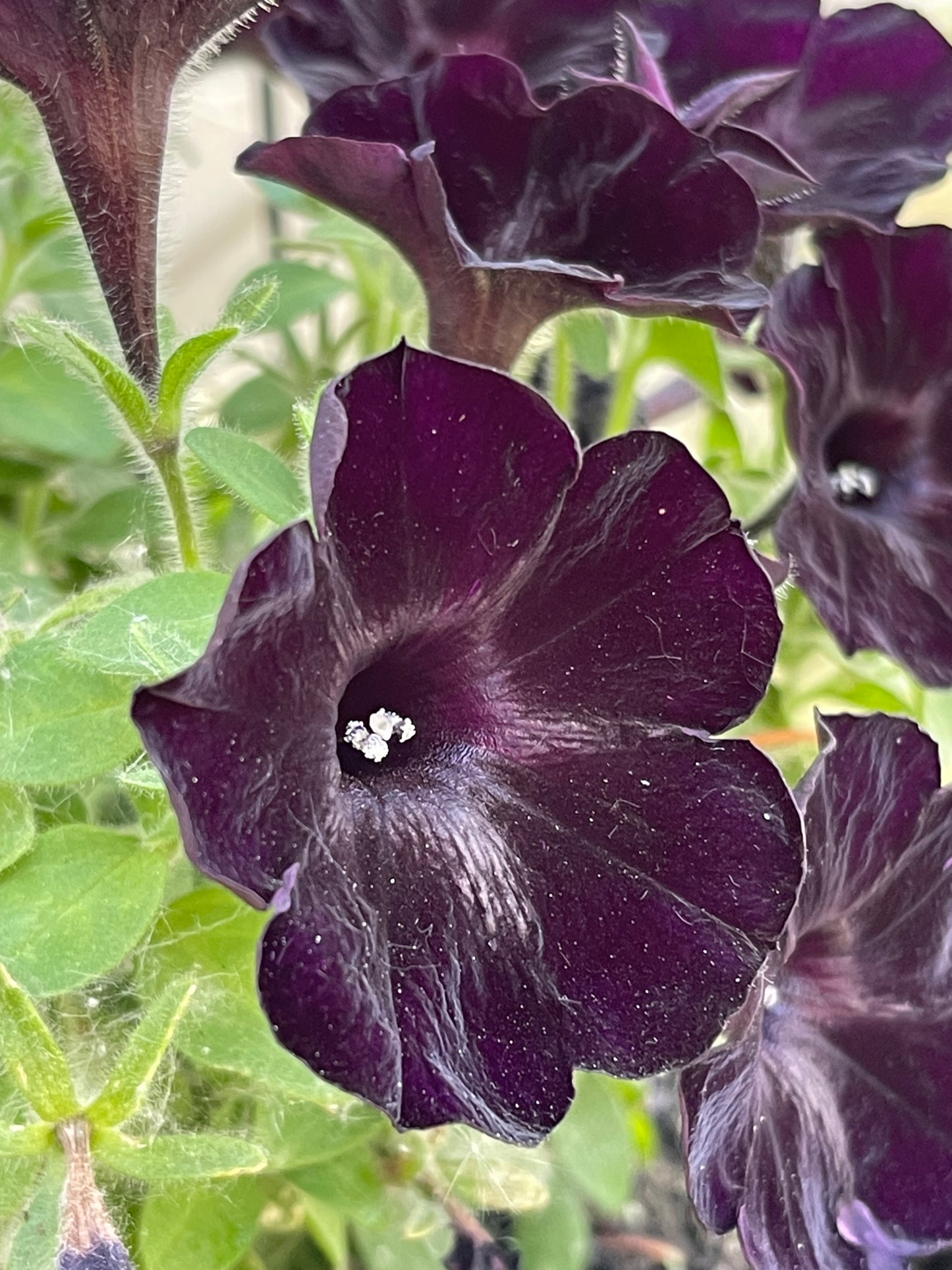 Black Petunia 25 Seeds
