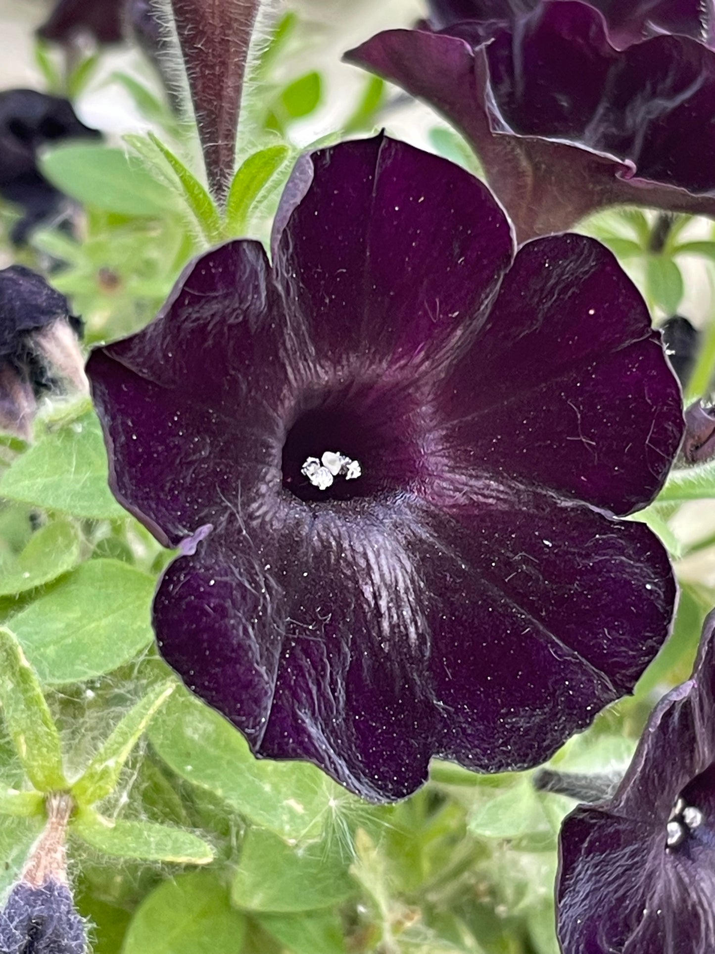 Black Petunia 25 Seeds
