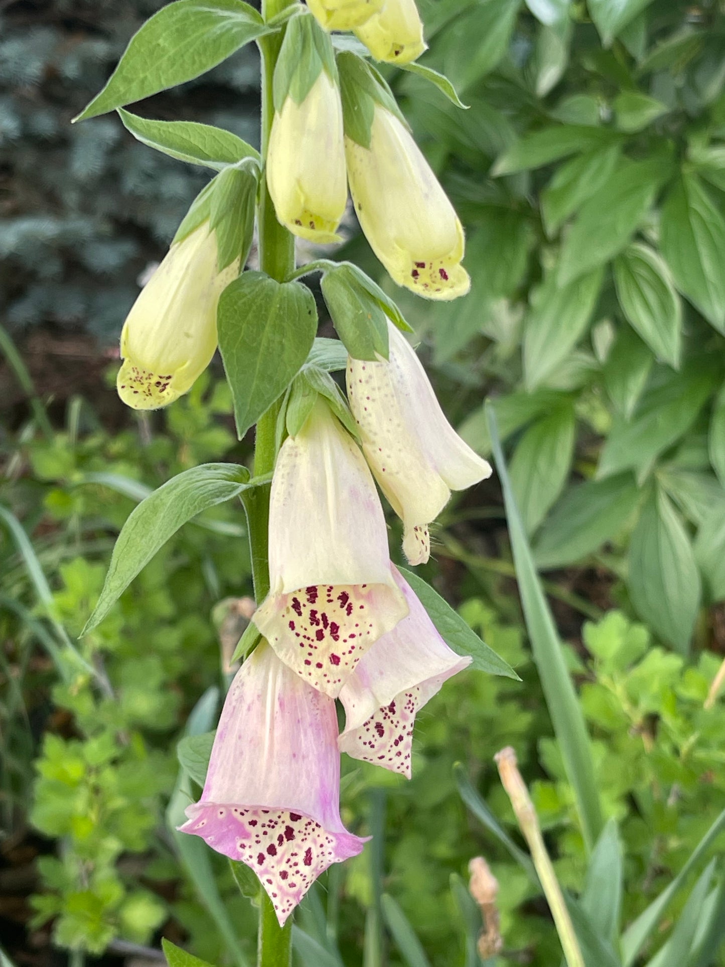 Pink Foxglove 150 Seeds