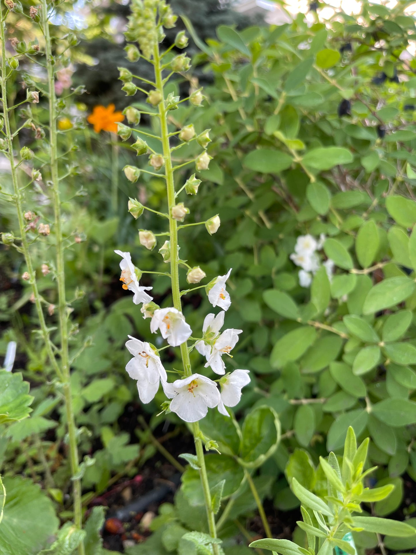 White Bride Mullein 100 Seeds
