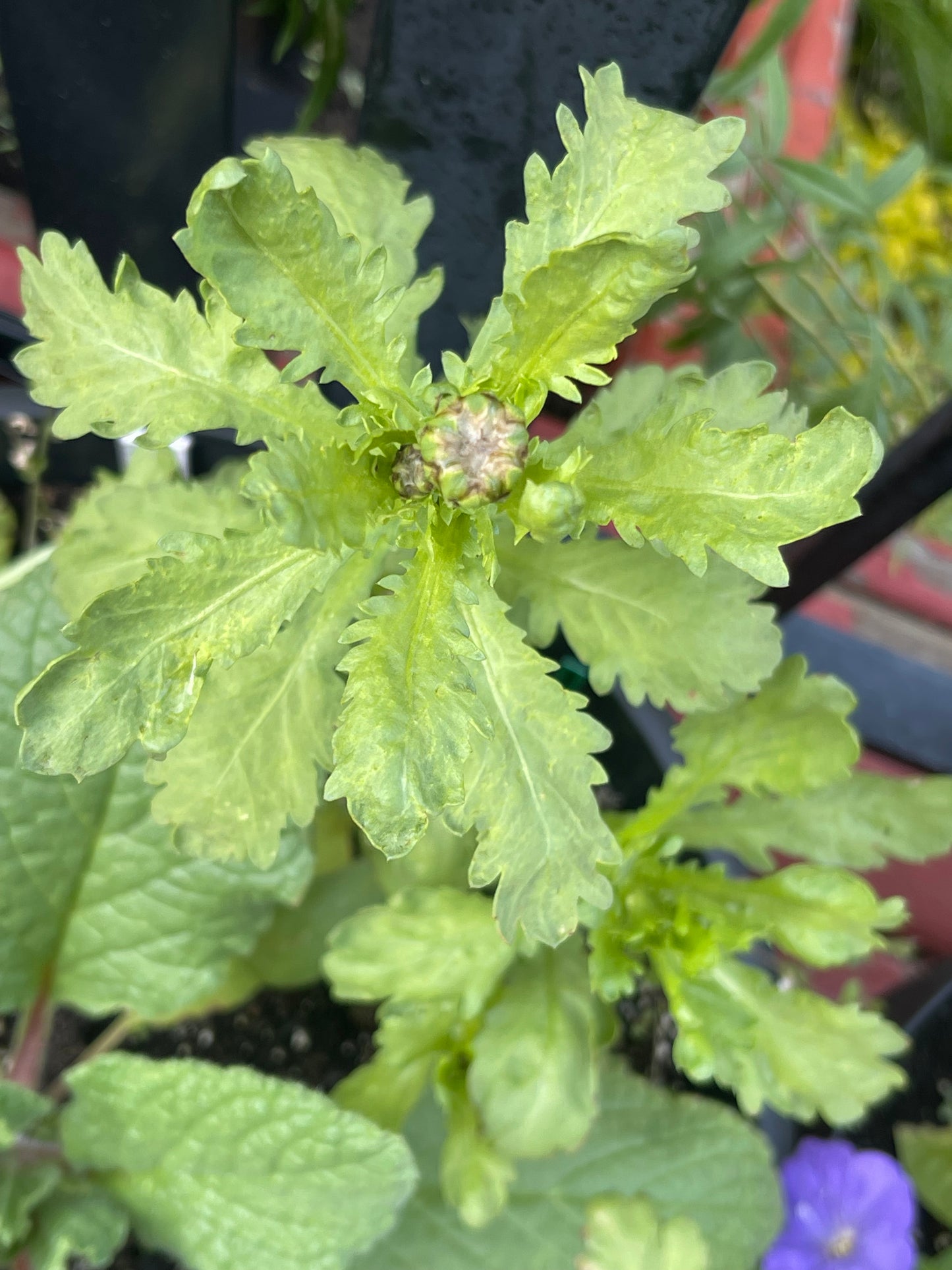 Crown Daisy - Otafuku - Shungiku - Tong Ho 100 Seeds