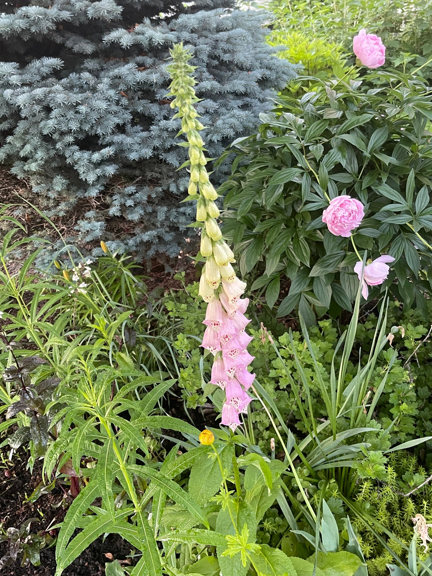 Pink Foxglove 150 Seeds