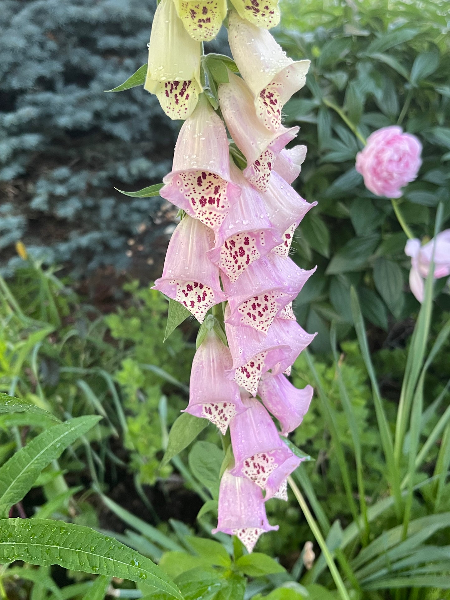 Pink Foxglove 150 Seeds