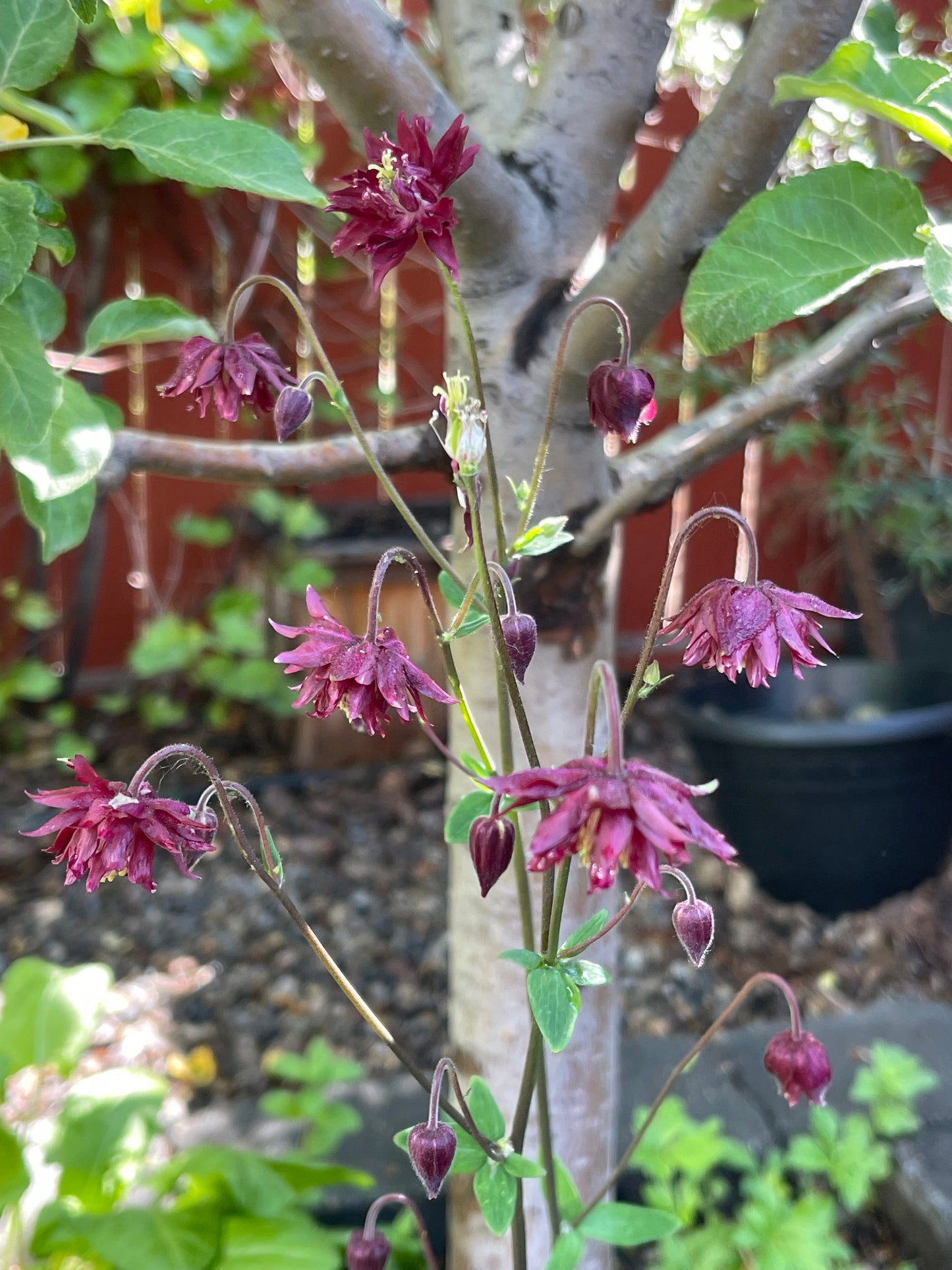 Columbine Barlow Burgundy 50 Seeds