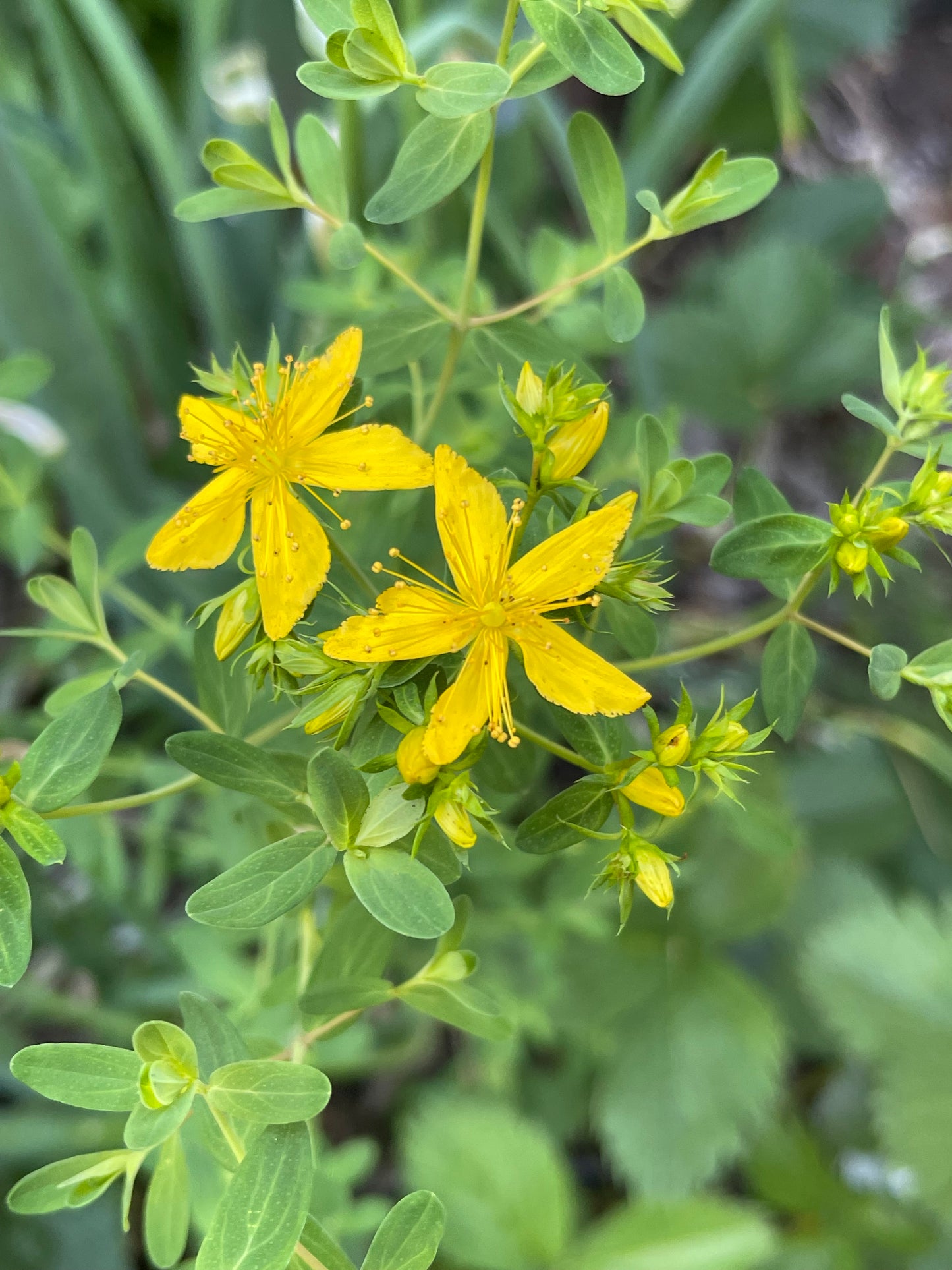 St. John’s Wort 100 Seeds