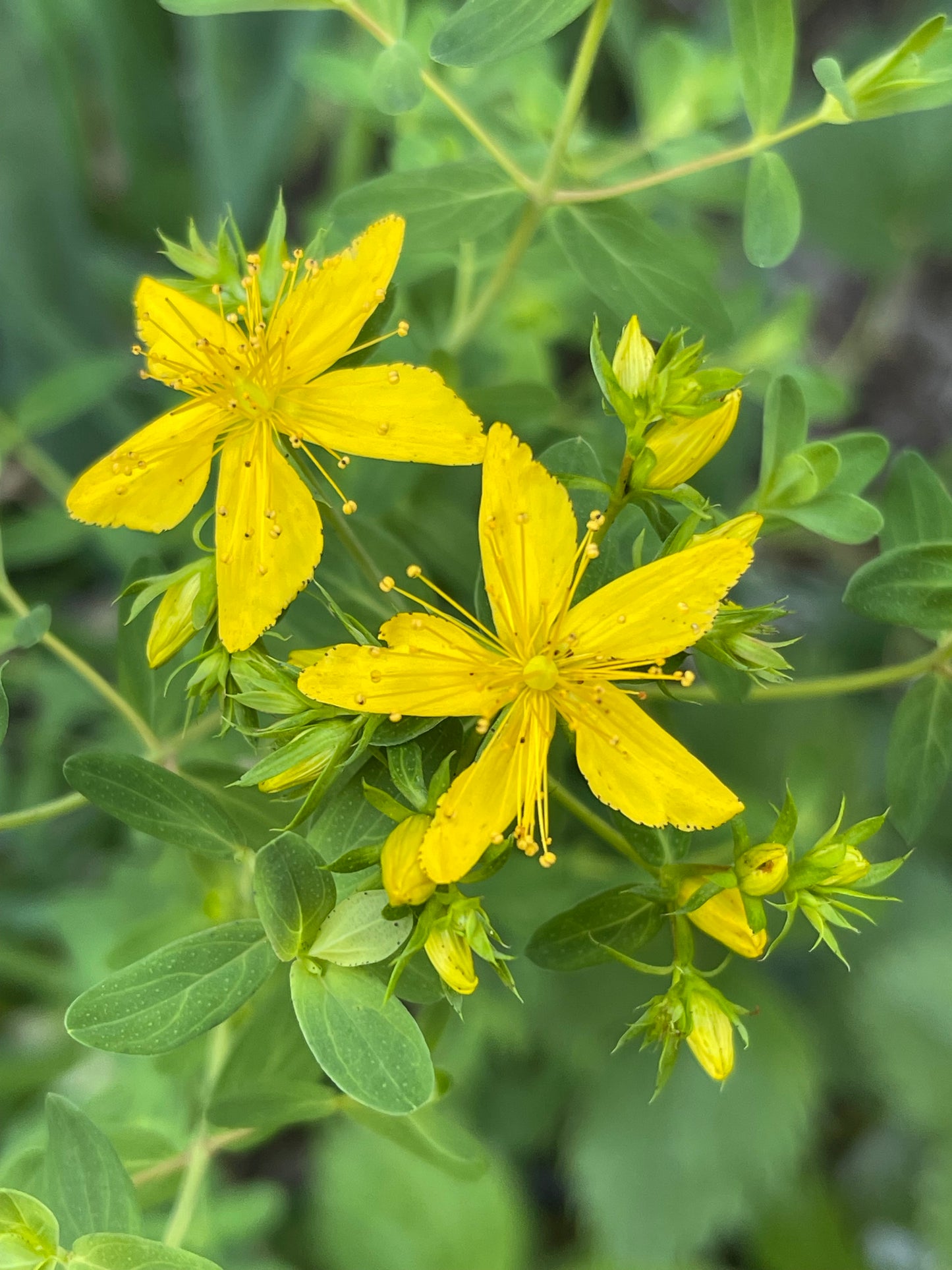 St. John’s Wort 100 Seeds