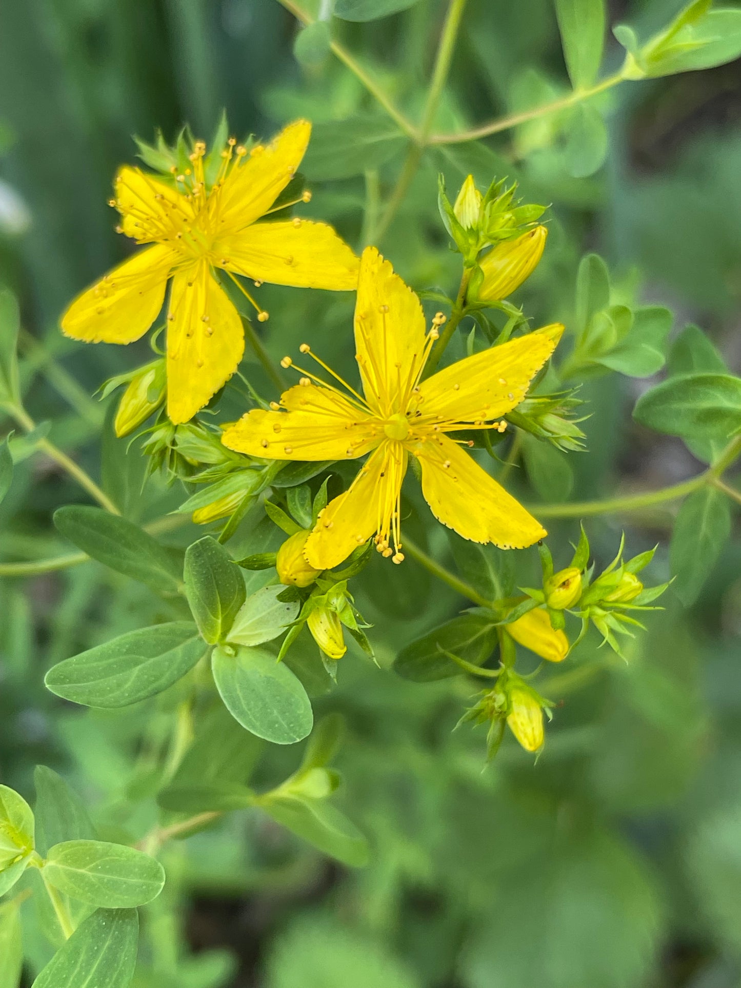 St. John’s Wort 100 Seeds