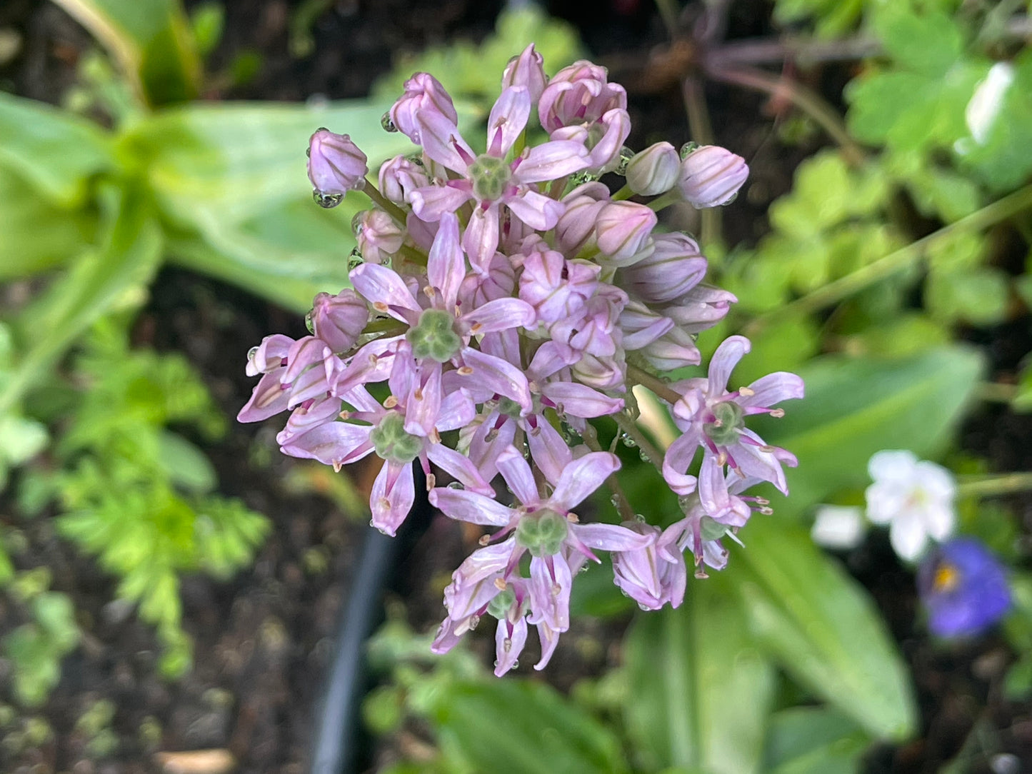 Pink Jewel Allium  25 Seeds