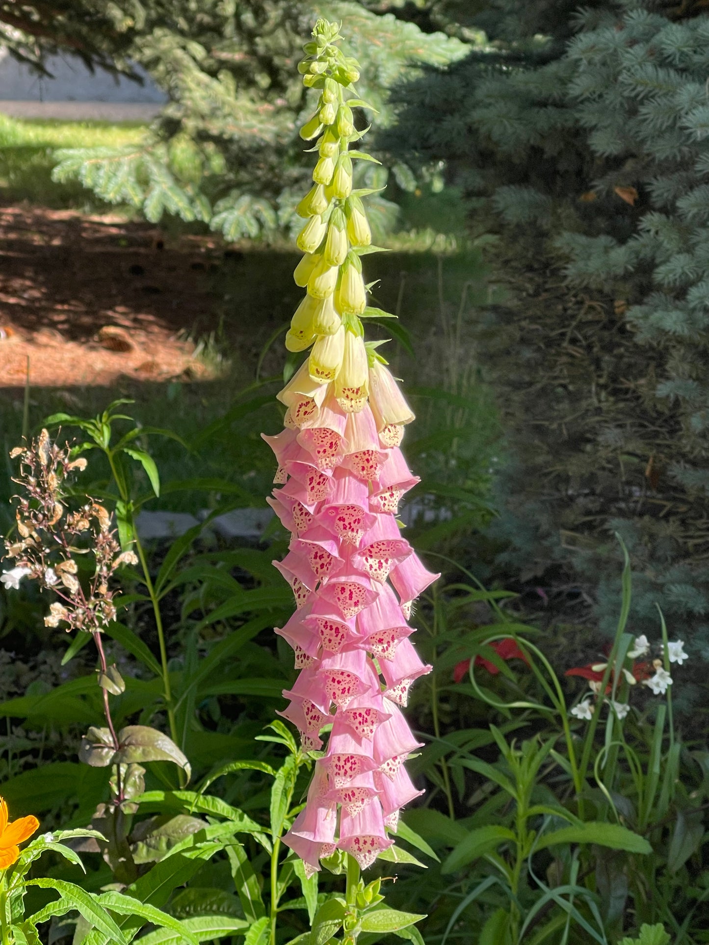 Pink Foxglove 150 Seeds
