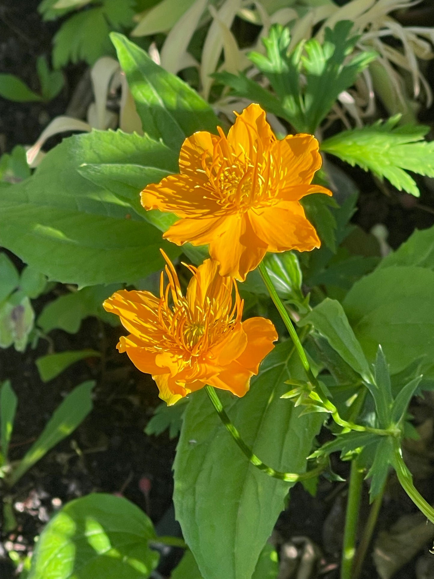 Golden Queen - Chinese Globe Flower 50 Seeds