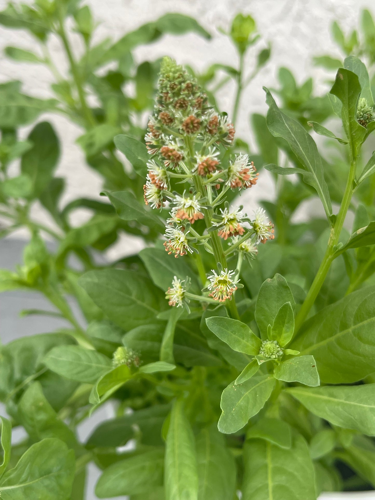 Garden Mignonette 50 Seeds