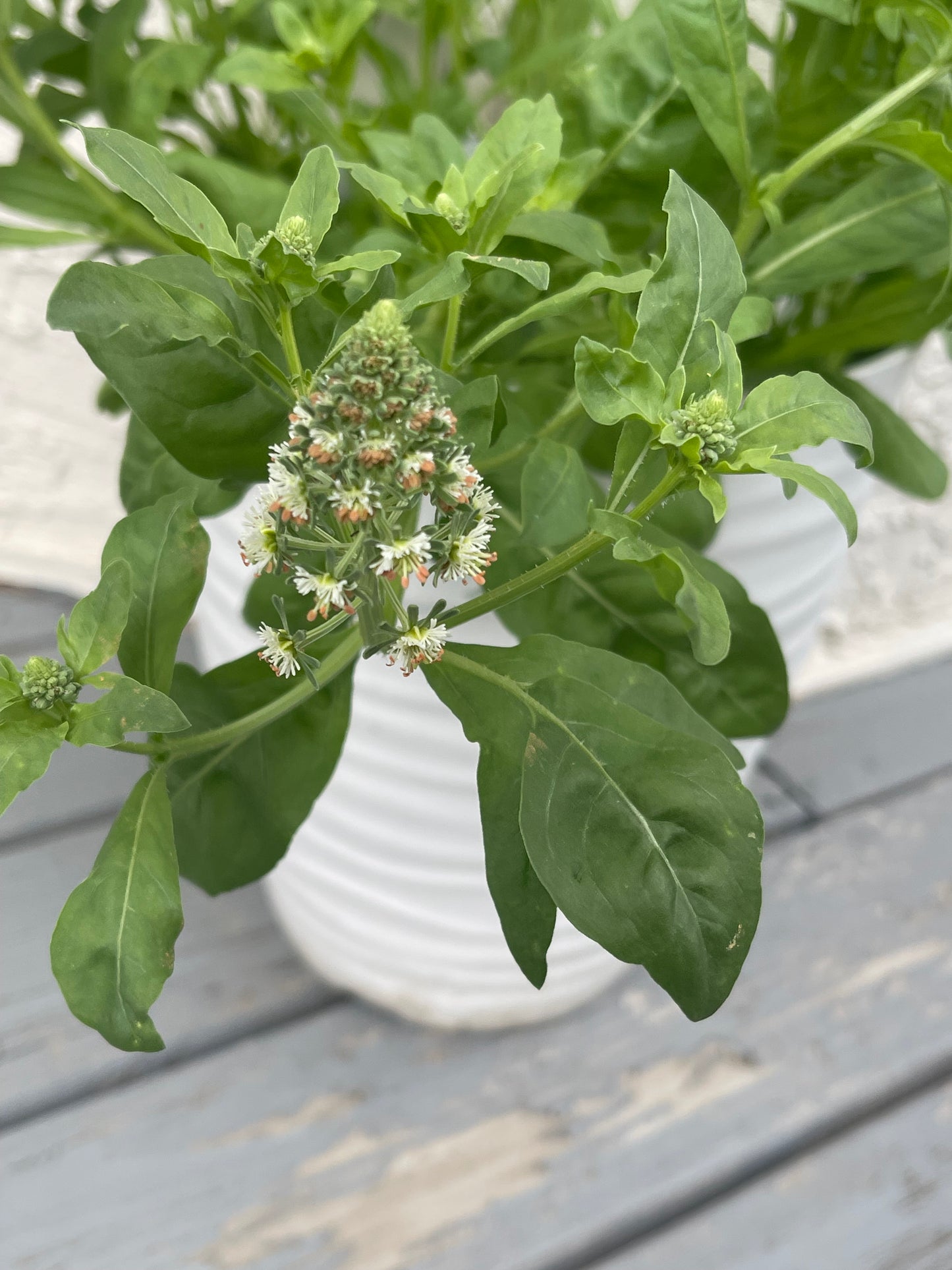 Garden Mignonette 50 Seeds