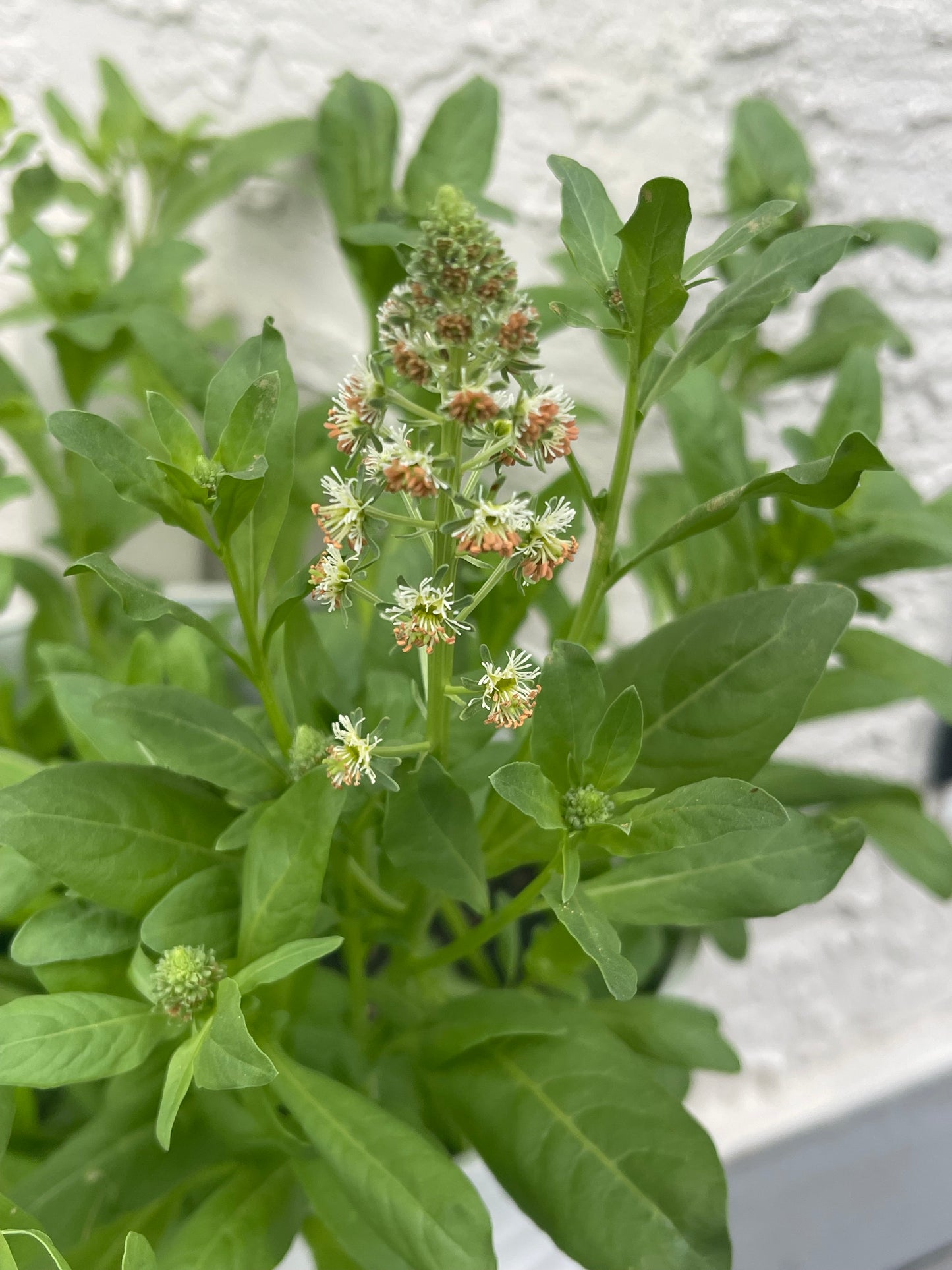 Garden Mignonette 50 Seeds