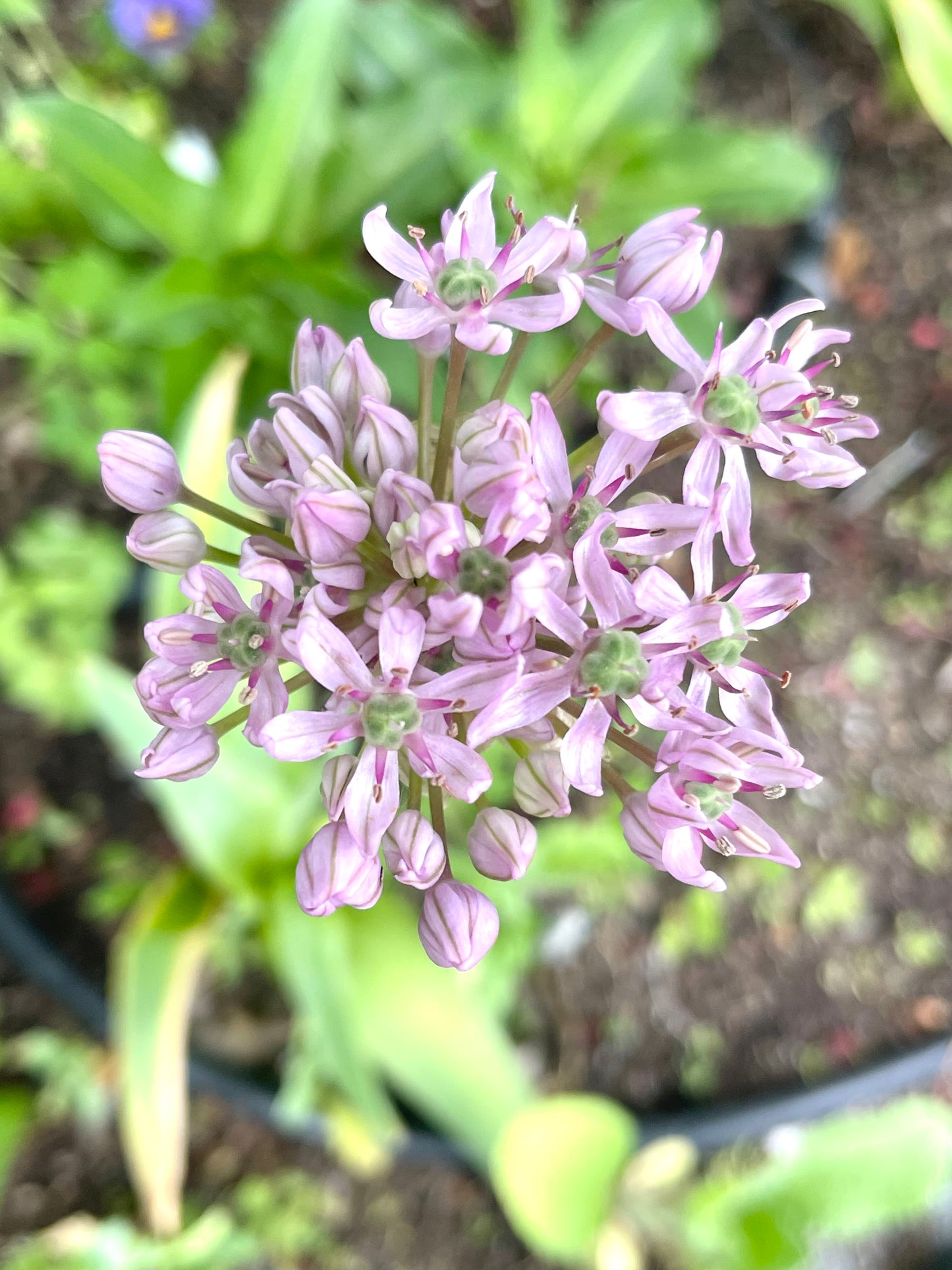 Pink Jewel Allium  25 Seeds