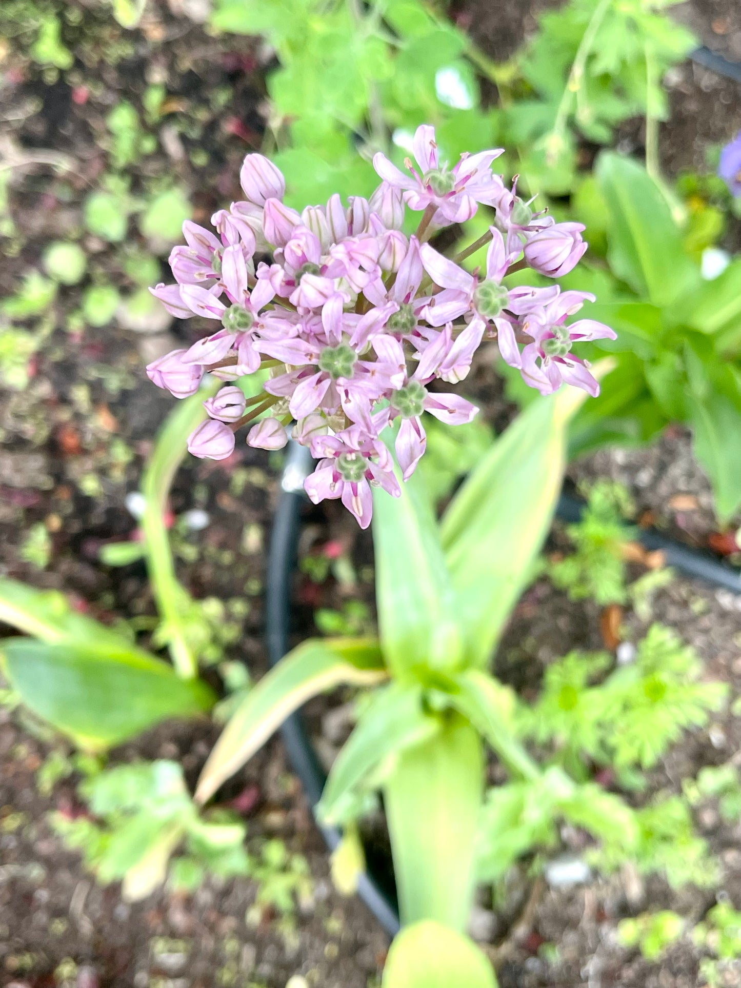 Pink Jewel Allium  25 Seeds