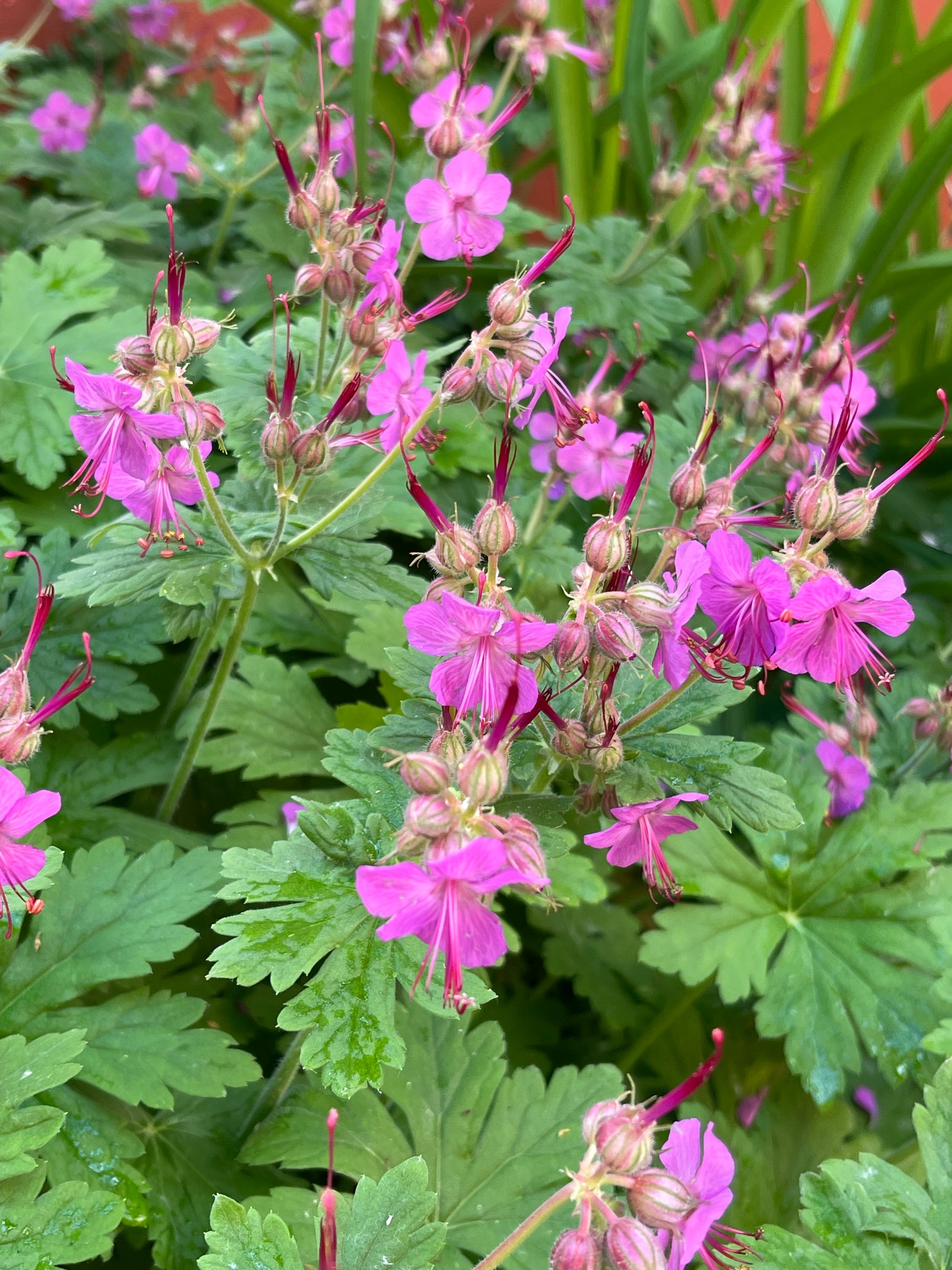 bigroot geranium seeds Bigroot Geranium Hardy Perennial 25 Seeds