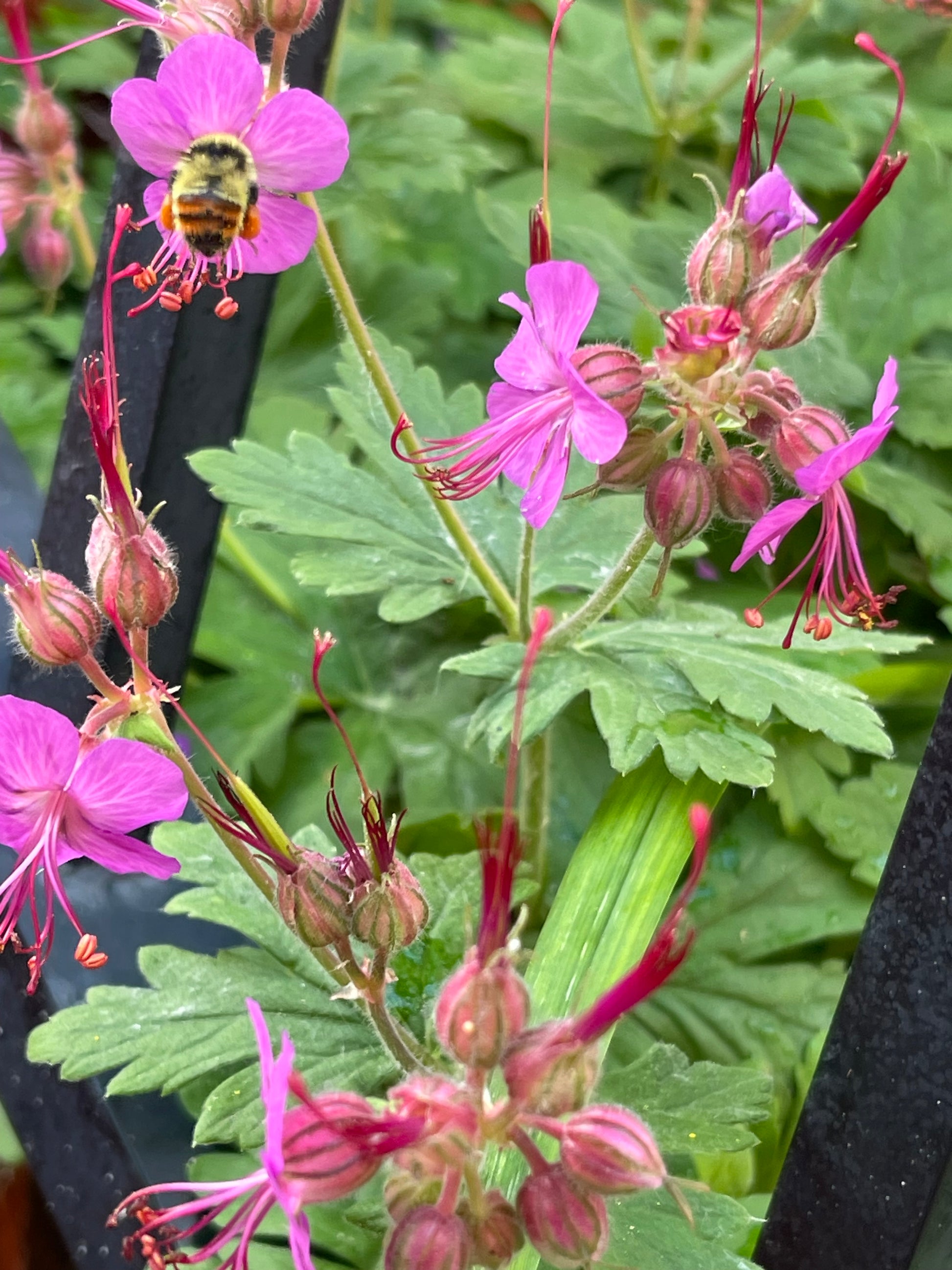 geranium spessart seeds Bigroot Geranium Hardy Perennial 25 Seeds – LIZA'S PLANTS YYC