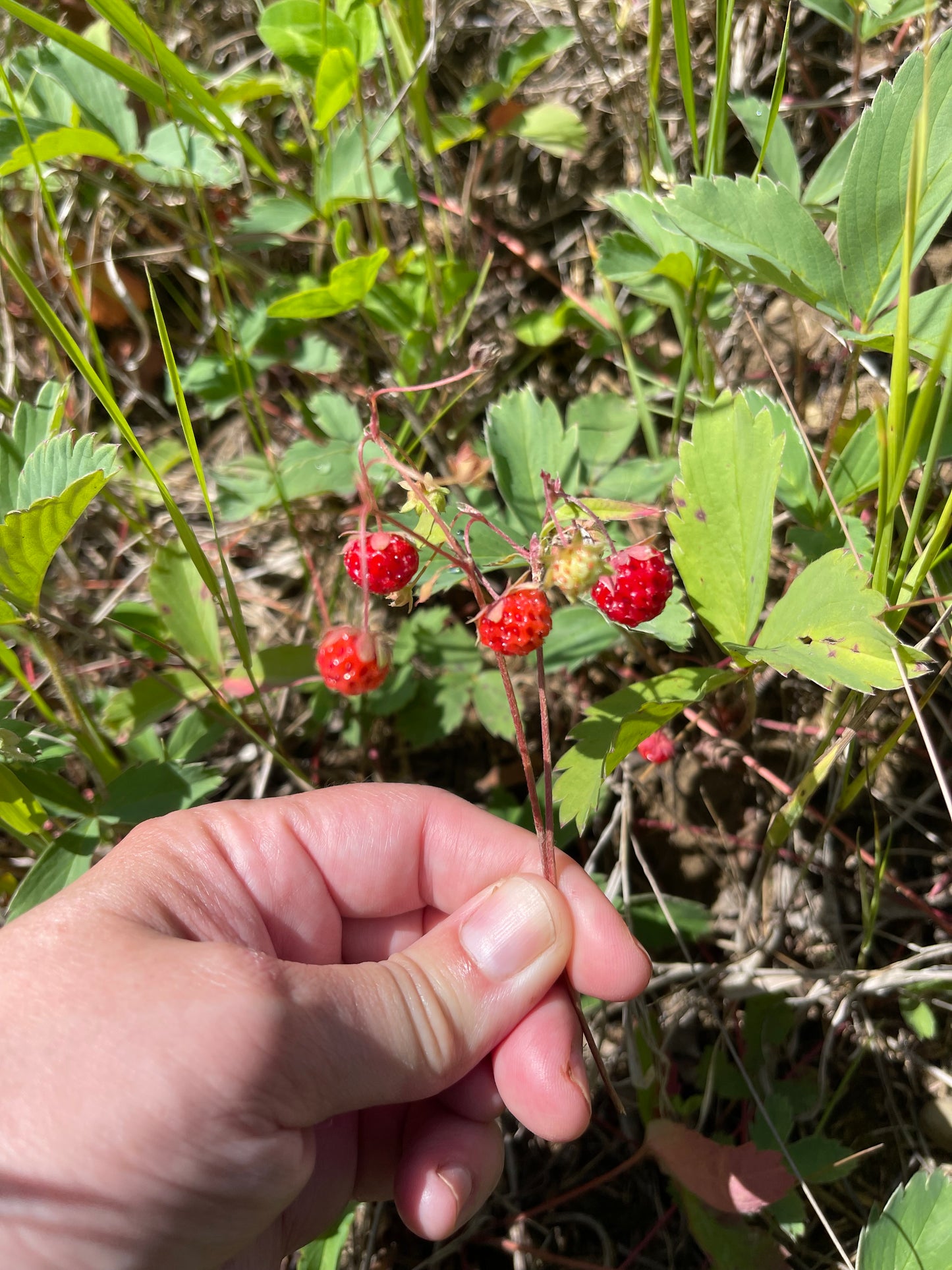 Wild Alpine Strawberry 100 Seeds