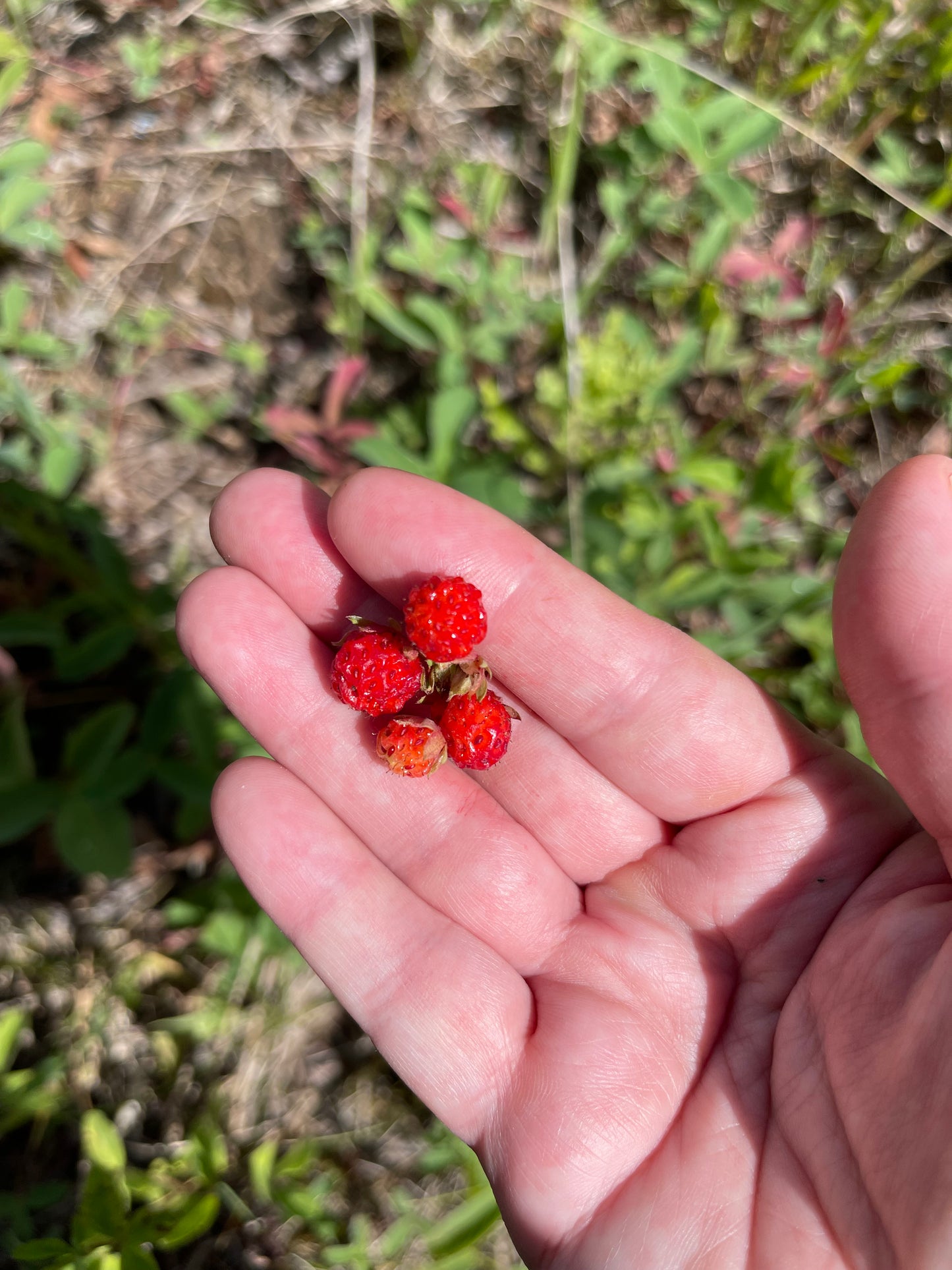 Wild Alpine Strawberry 100 Seeds
