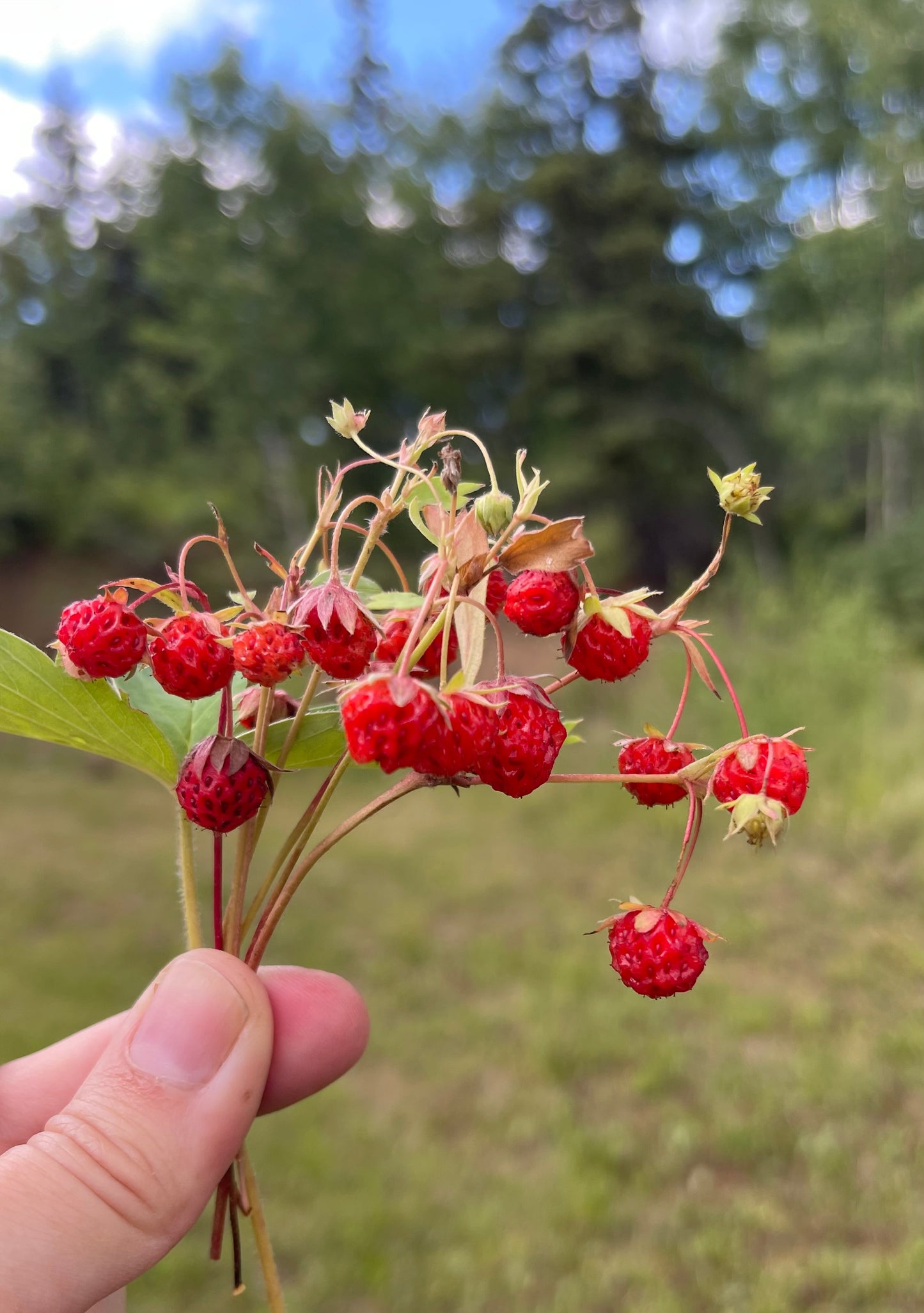 Wild Alpine Strawberry 100 Seeds