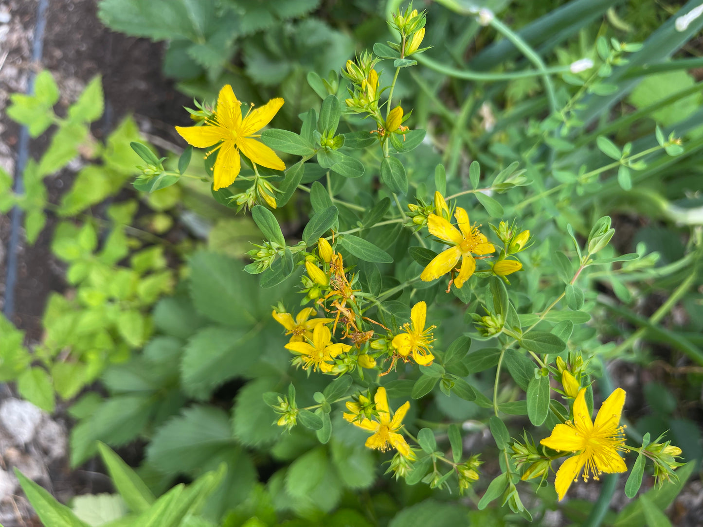 St. John’s Wort 100 Seeds