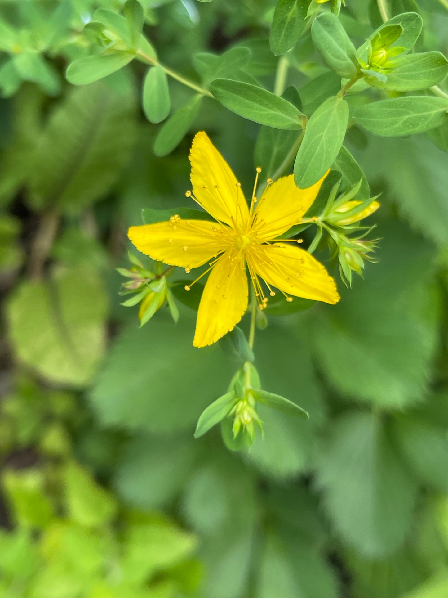 St. John’s Wort 100 Seeds