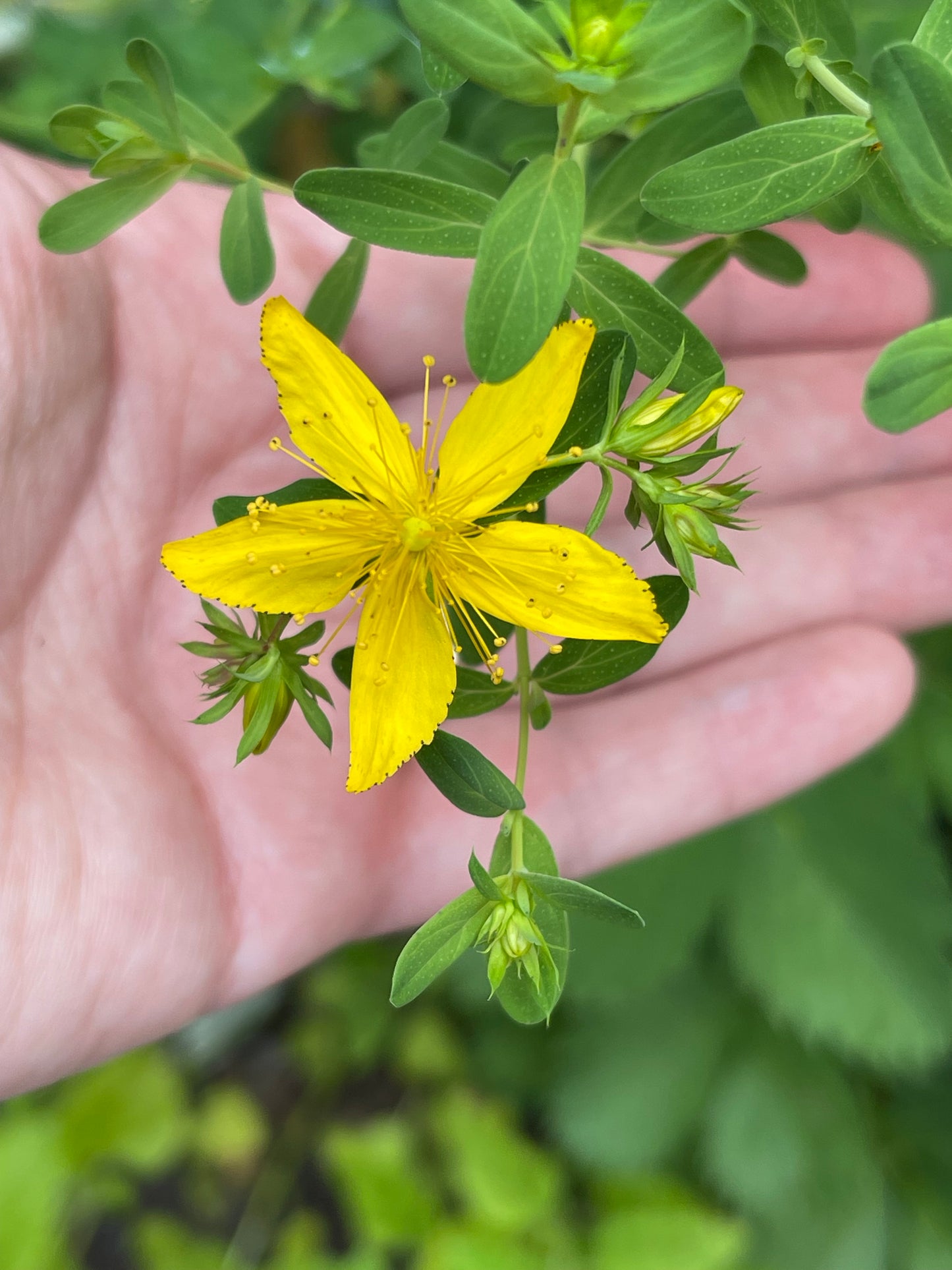 St. John’s Wort 100 Seeds