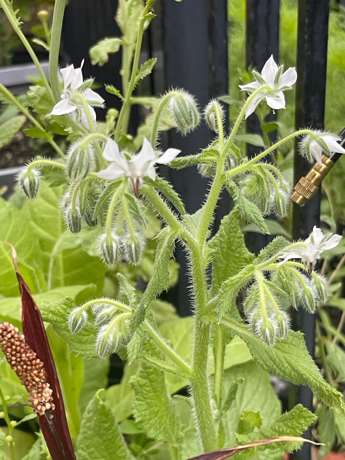 White Borage 30 Seeds
